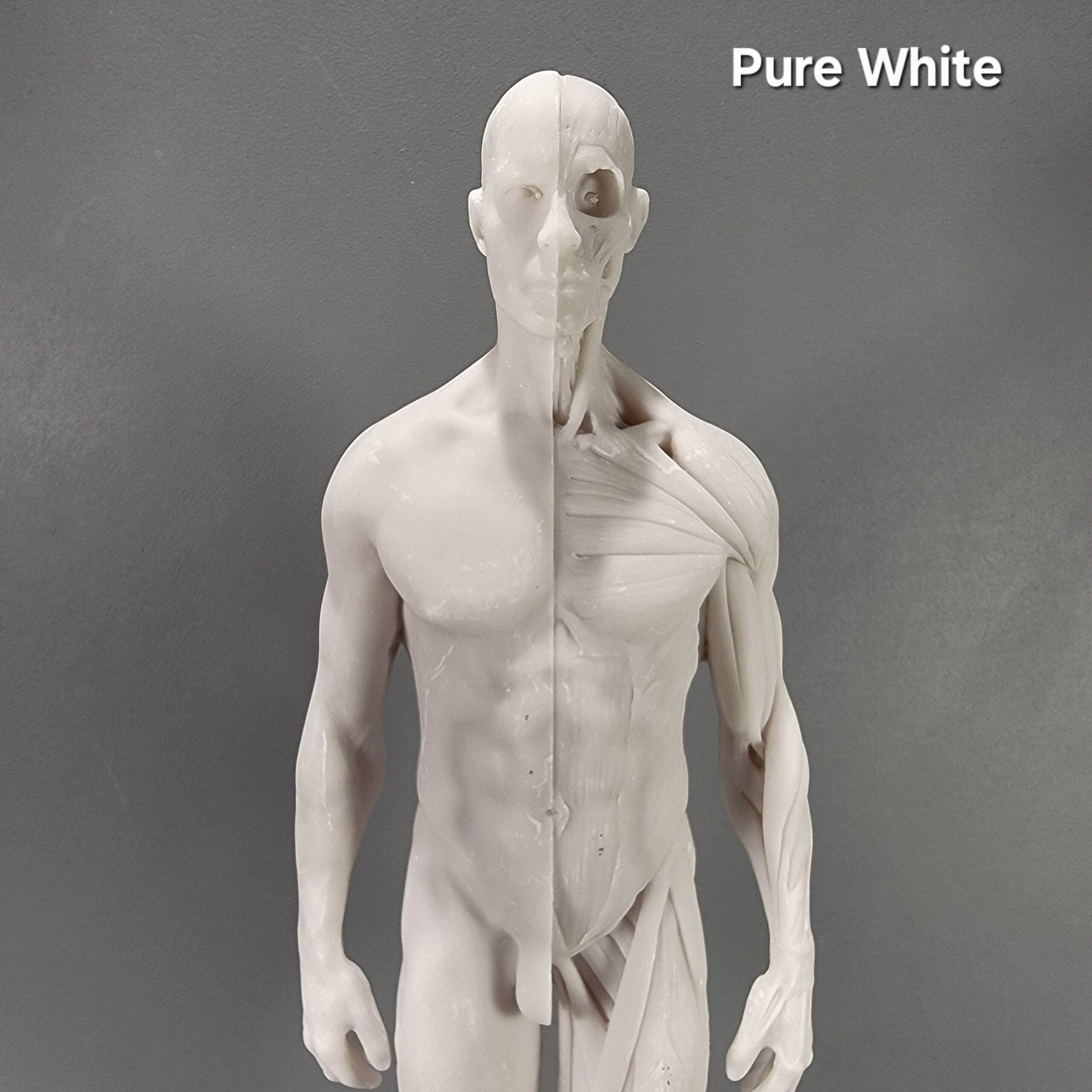 Slide 8 for Anatomical Male Medical Model with Muscles