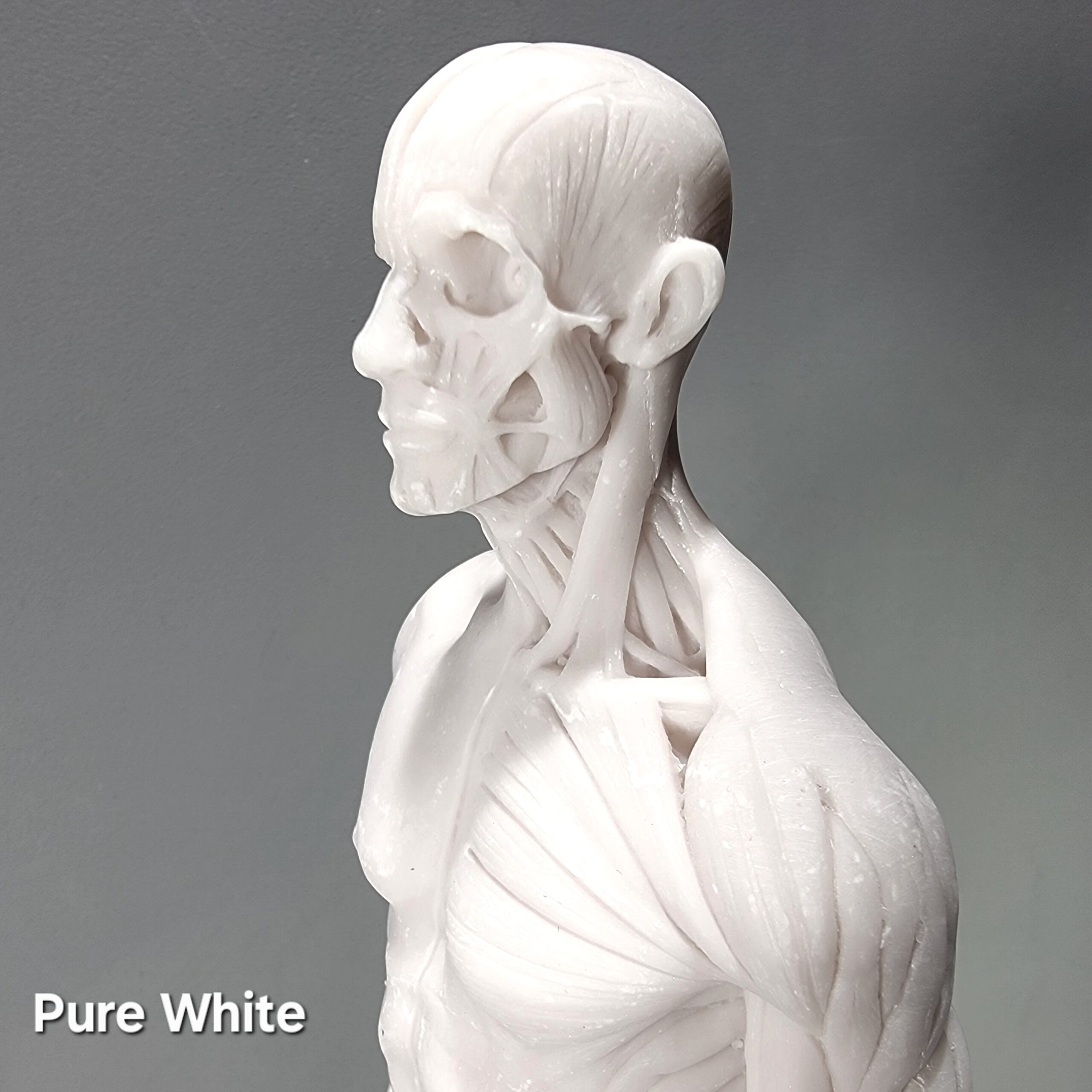Slide 9 for Anatomical Male Medical Model with Muscles