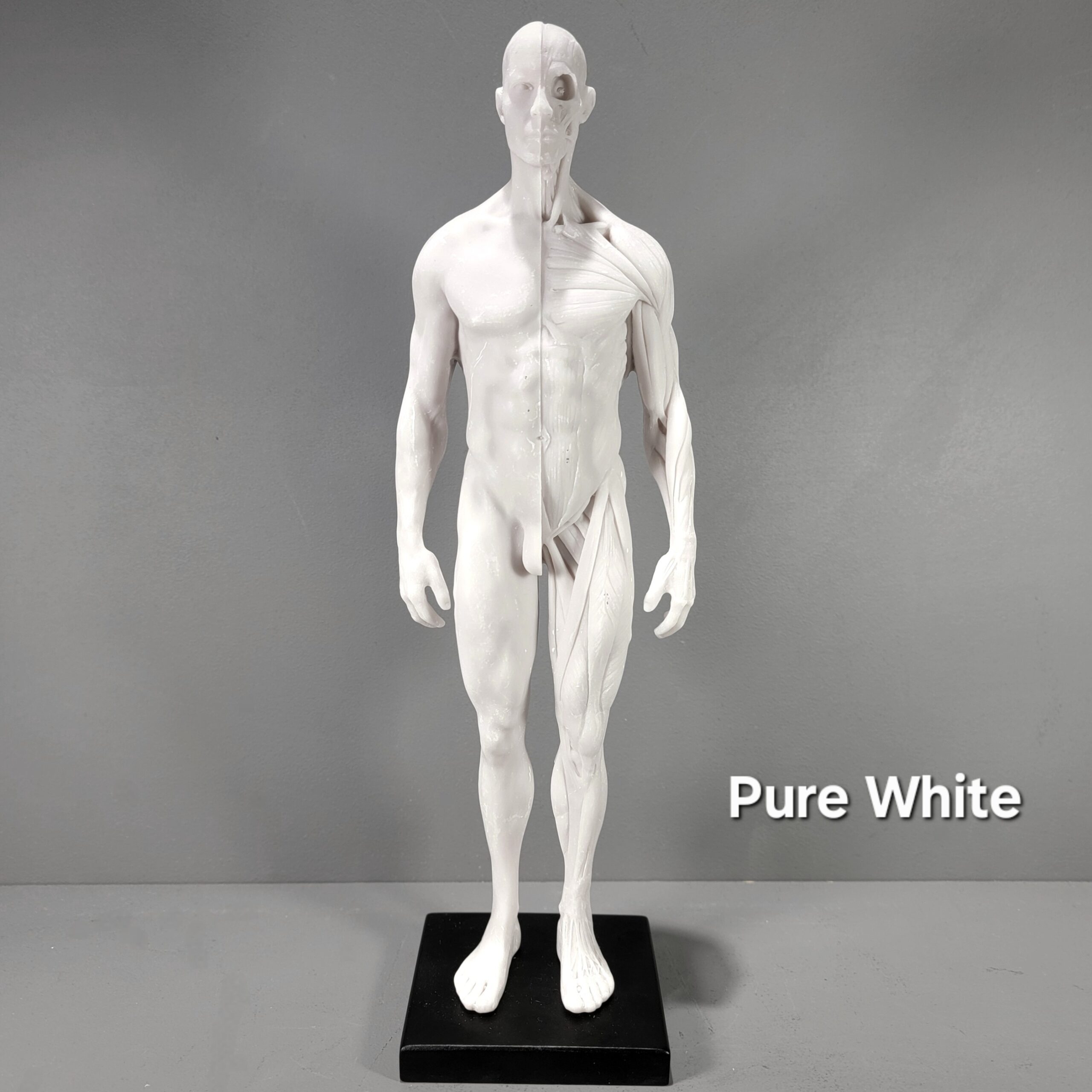 Slide 7 for Anatomical Male Medical Model with Muscles