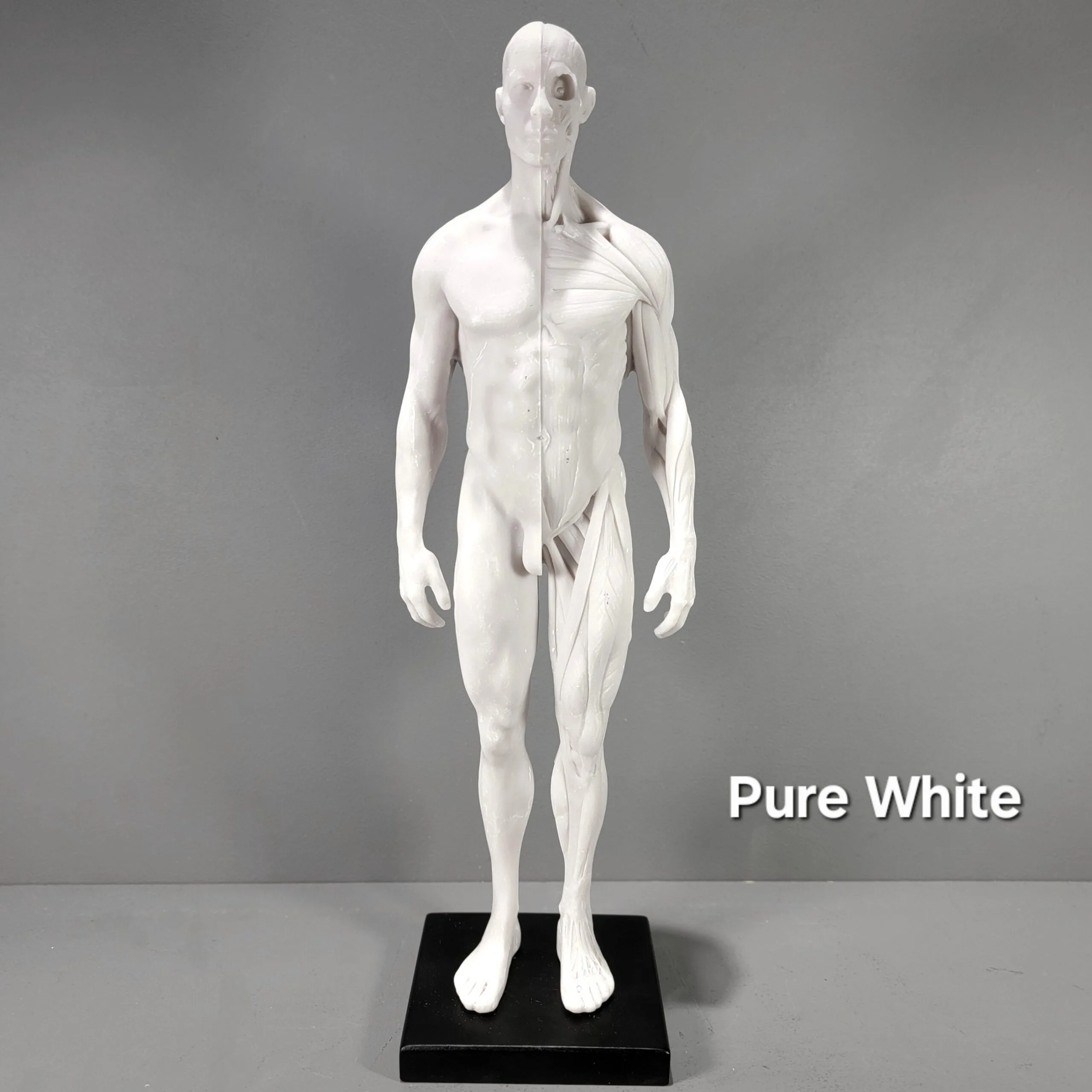 Slide 7 for Anatomical Male Medical Model with Muscles