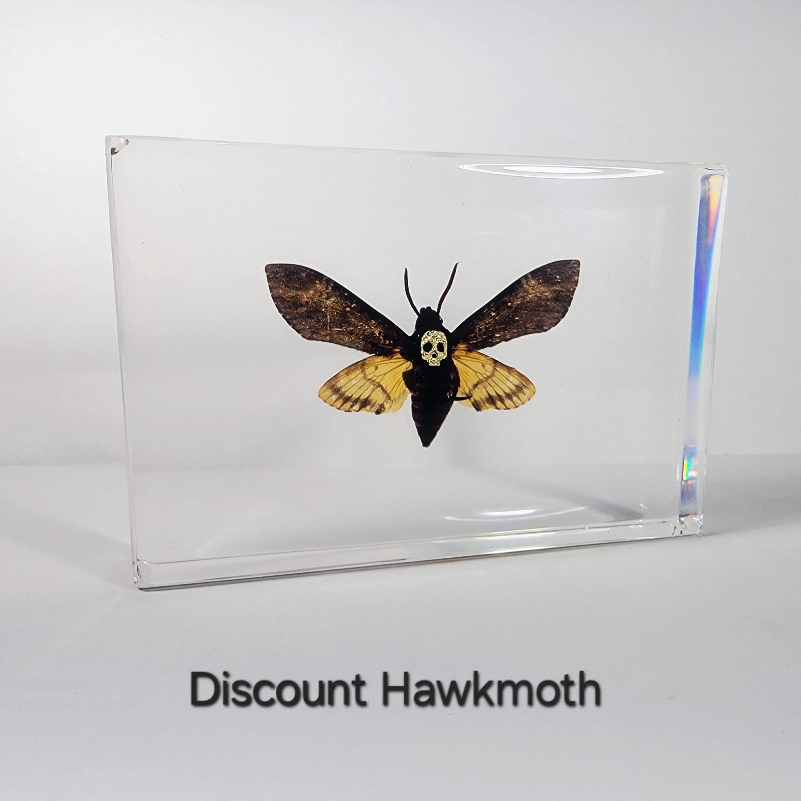 Slide 2 for DISCOUNT -Death's Head Moth In Resin, Jeweled Hawkmoth