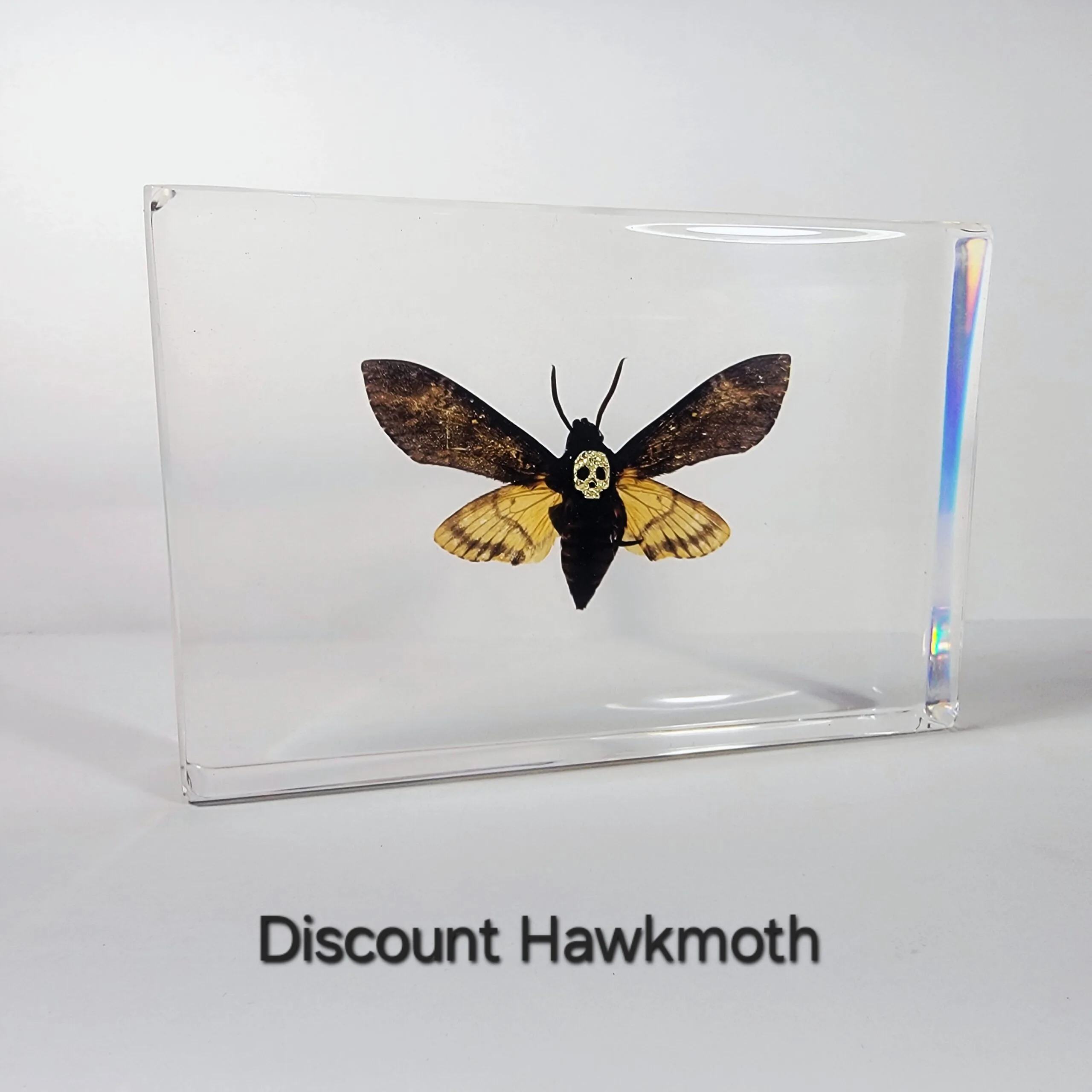 Discount Insects In Resin, Hawkmoth, Deaths Head Moth, Skull Moth