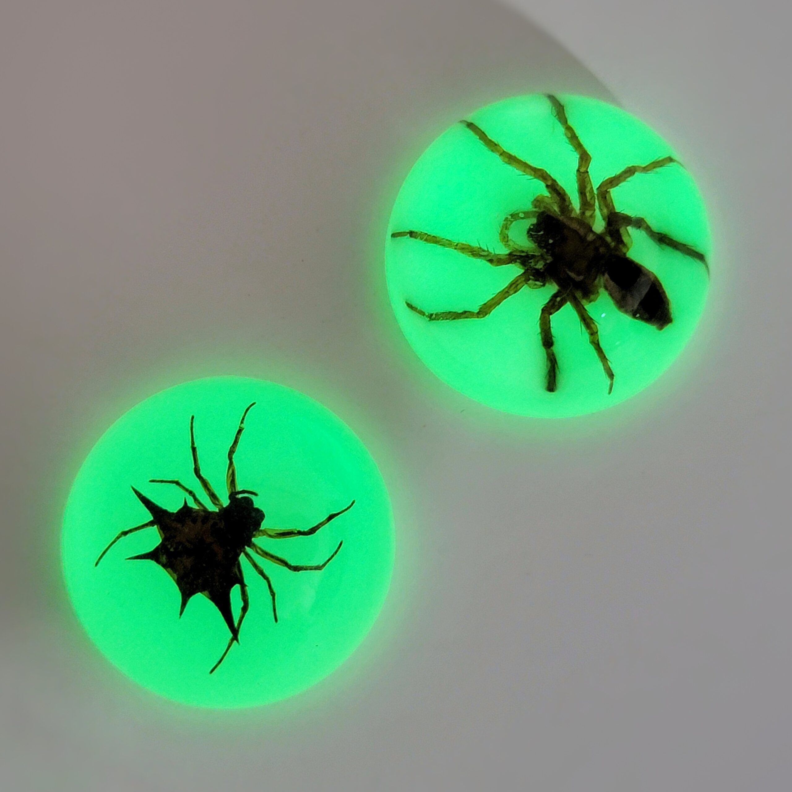 Slide 2 for Glow Magnets, Real Spiders, Refrigerator Magnet Spiders