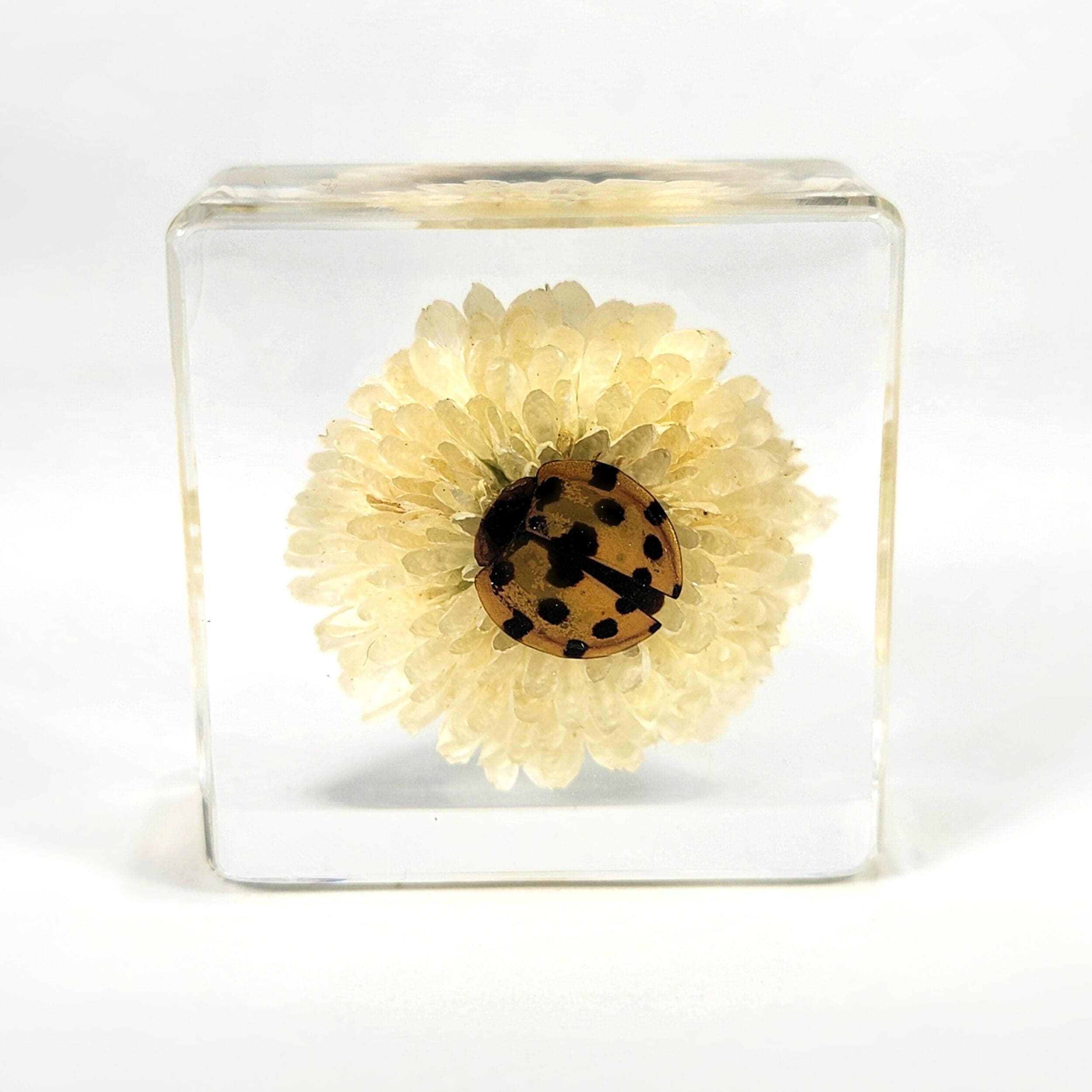 Slide 3 for Ladybug with Flower in Resin, Tiny Beetle in Resin