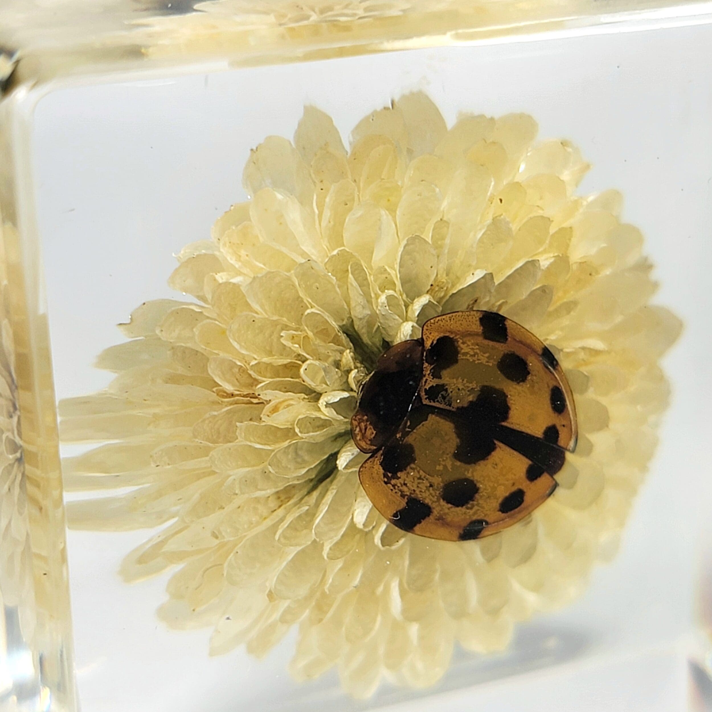 Slide 4 for Ladybug with Flower in Resin, Tiny Beetle in Resin