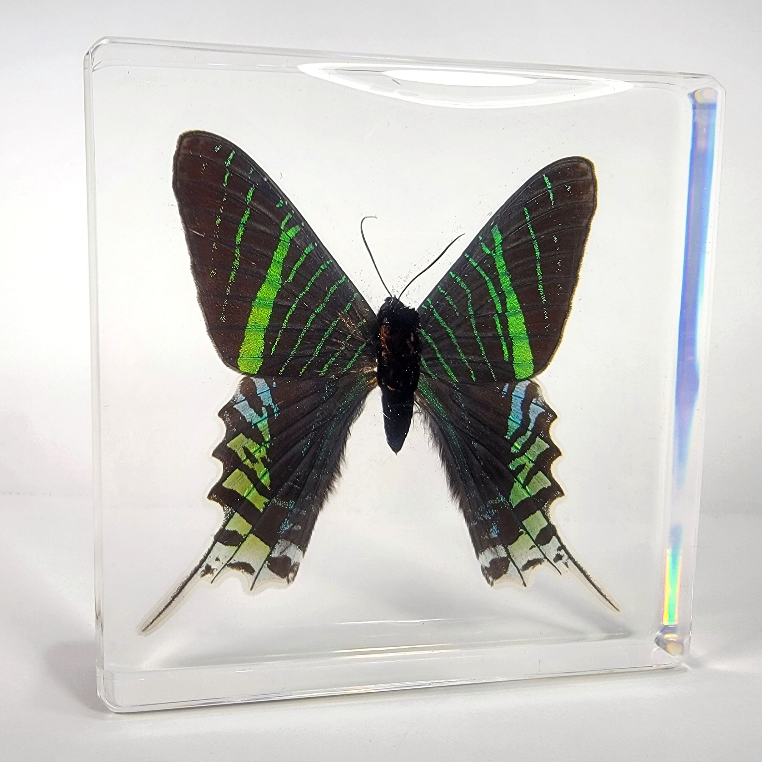 Slide 1 for Large Green-Banded Urania Moth in Resin, Urania Leilus
