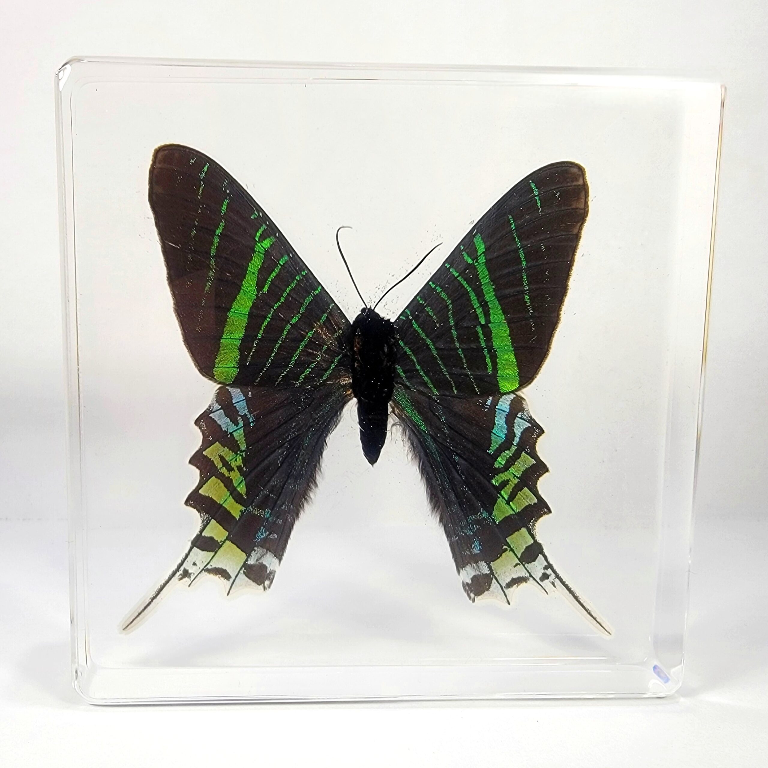 Slide 2 for Large Green-Banded Urania Moth in Resin, Urania Leilus
