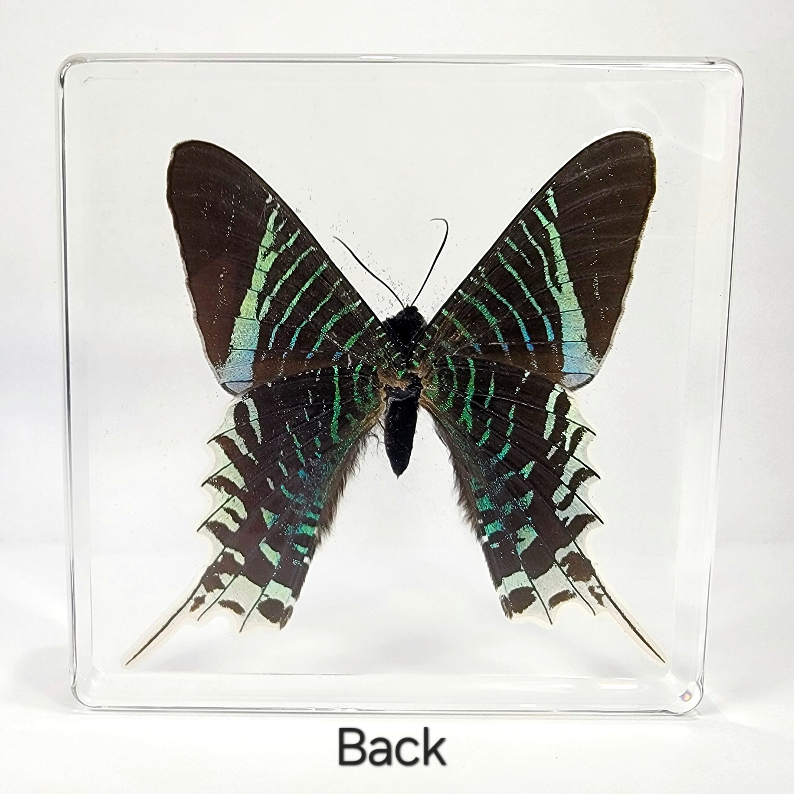 Slide 4 for Large Green-Banded Urania Moth in Resin, Urania Leilus