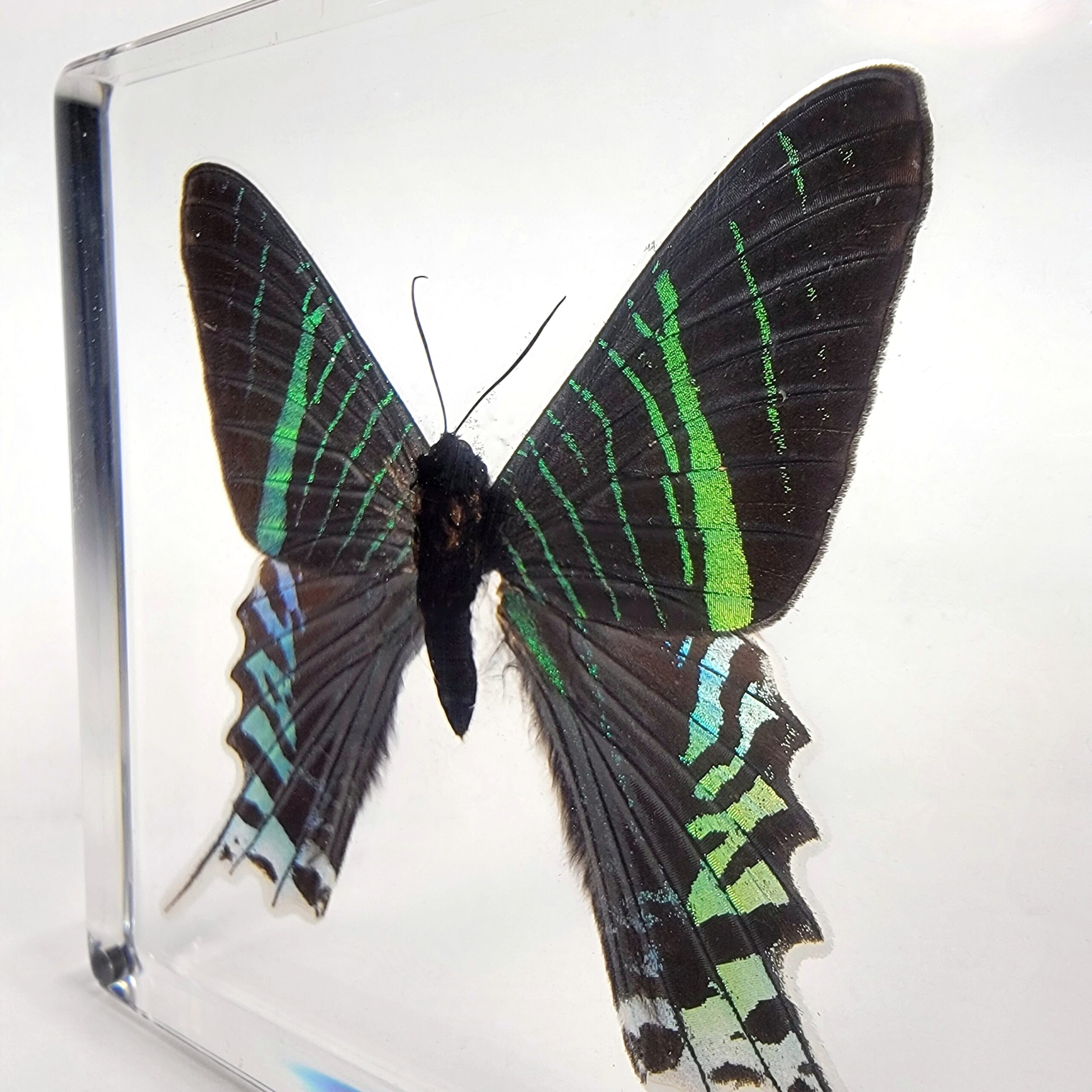 Slide 3 for Large Green-Banded Urania Moth in Resin, Urania Leilus