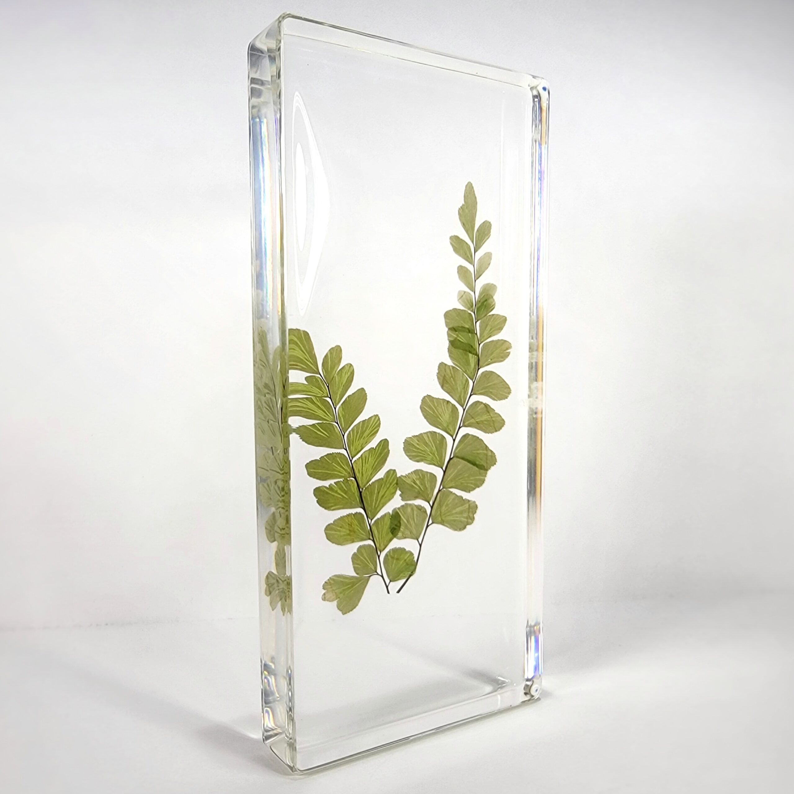 Slide 2 for Real Fern Plant in Resin, Maidenhair Fern