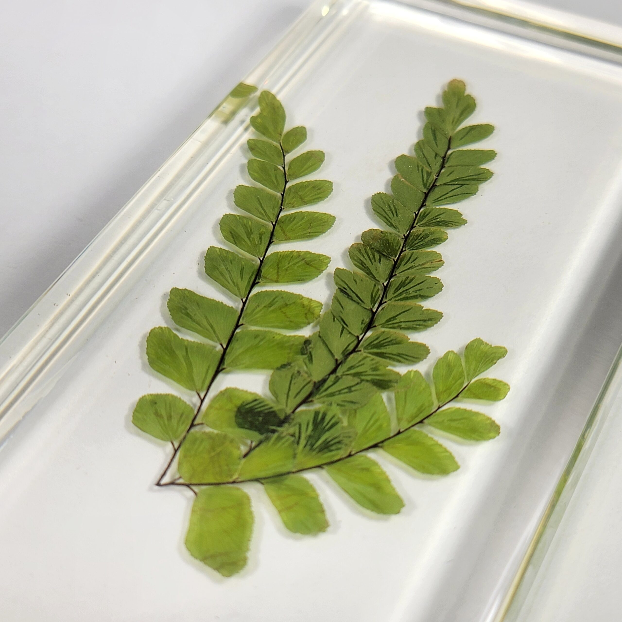 Slide 3 for Real Fern Plant in Resin, Maidenhair Fern