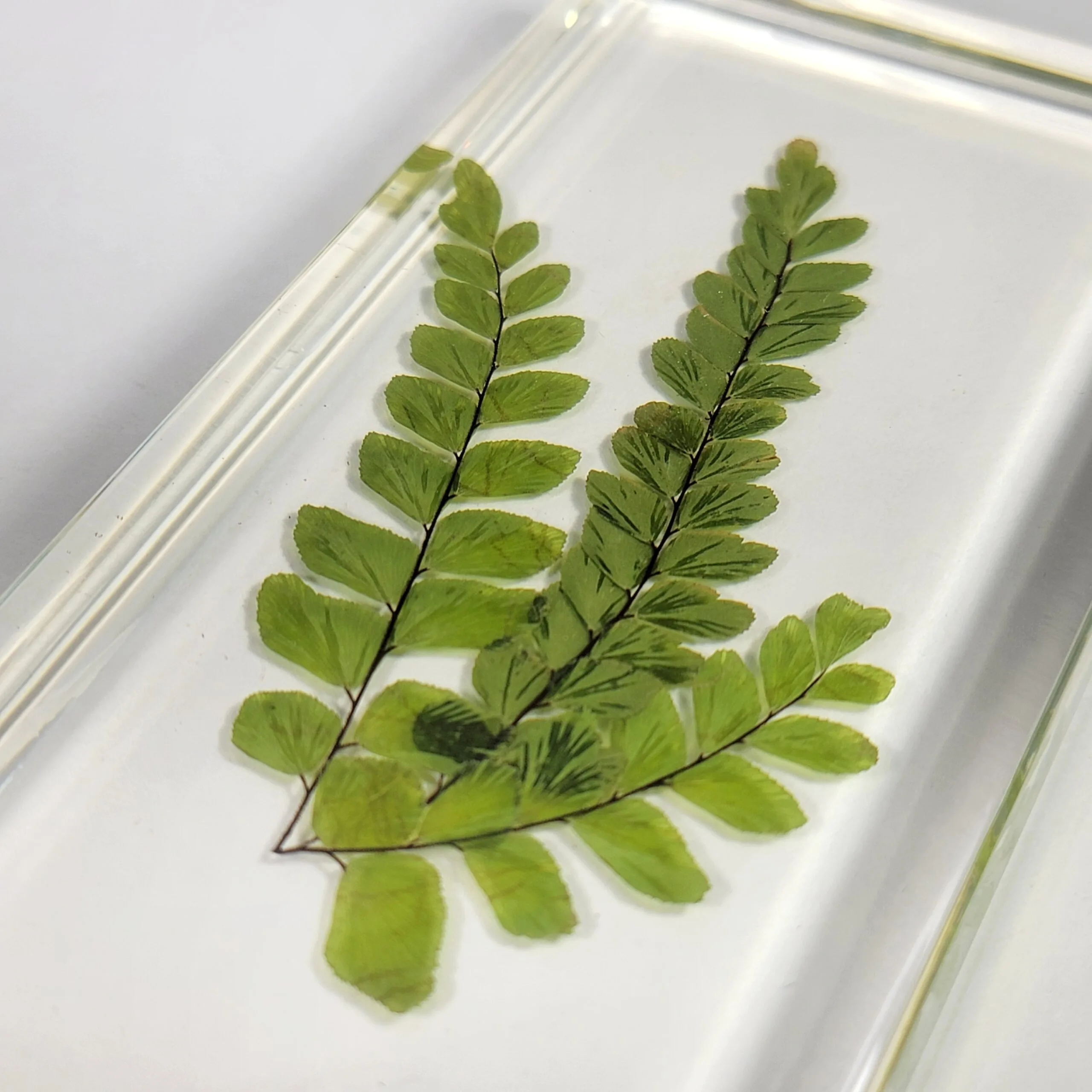 Maidenhair Fern in Rein, Real Plants Display