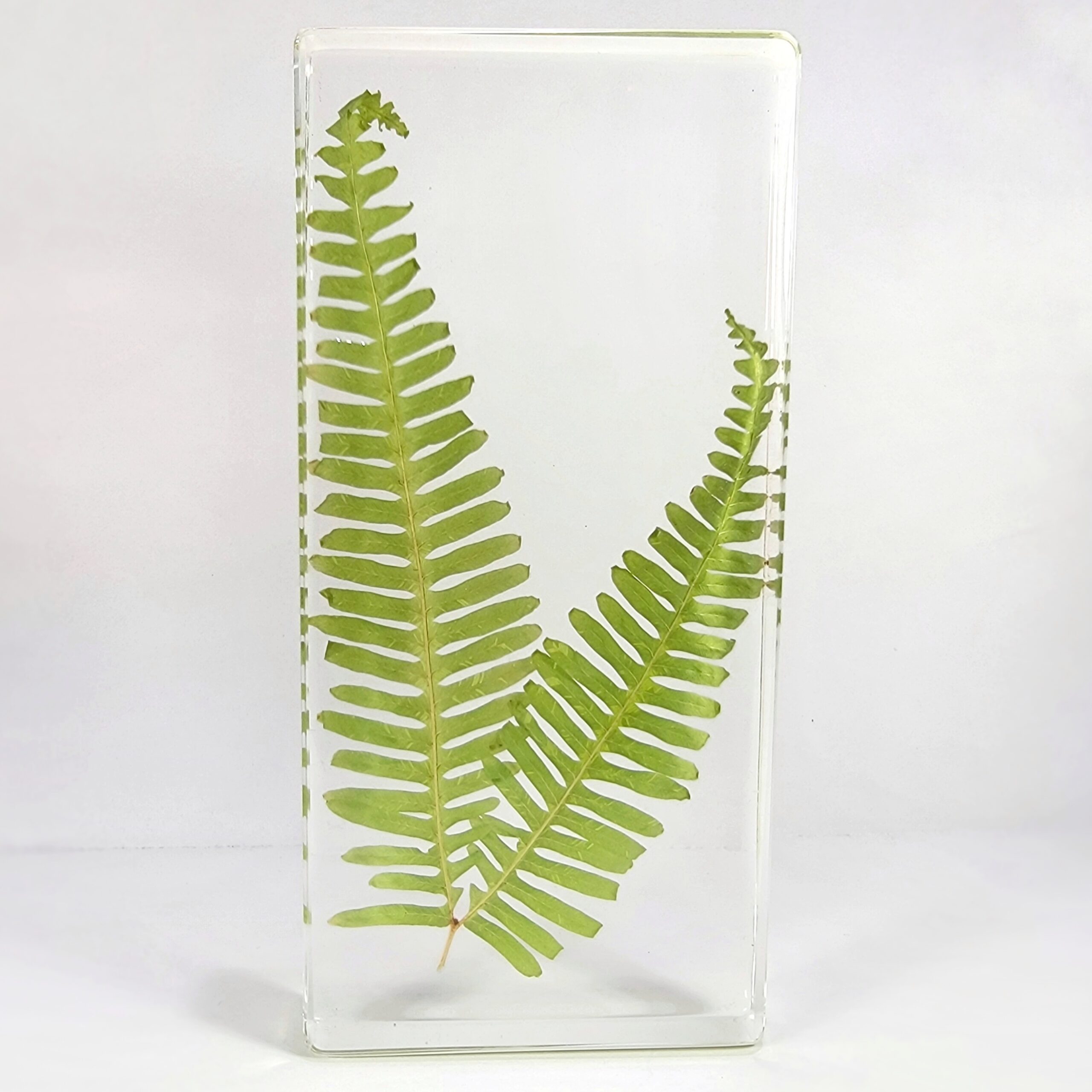 Slide 1 for Real Fern Plant in Resin, Old World Forked Fern