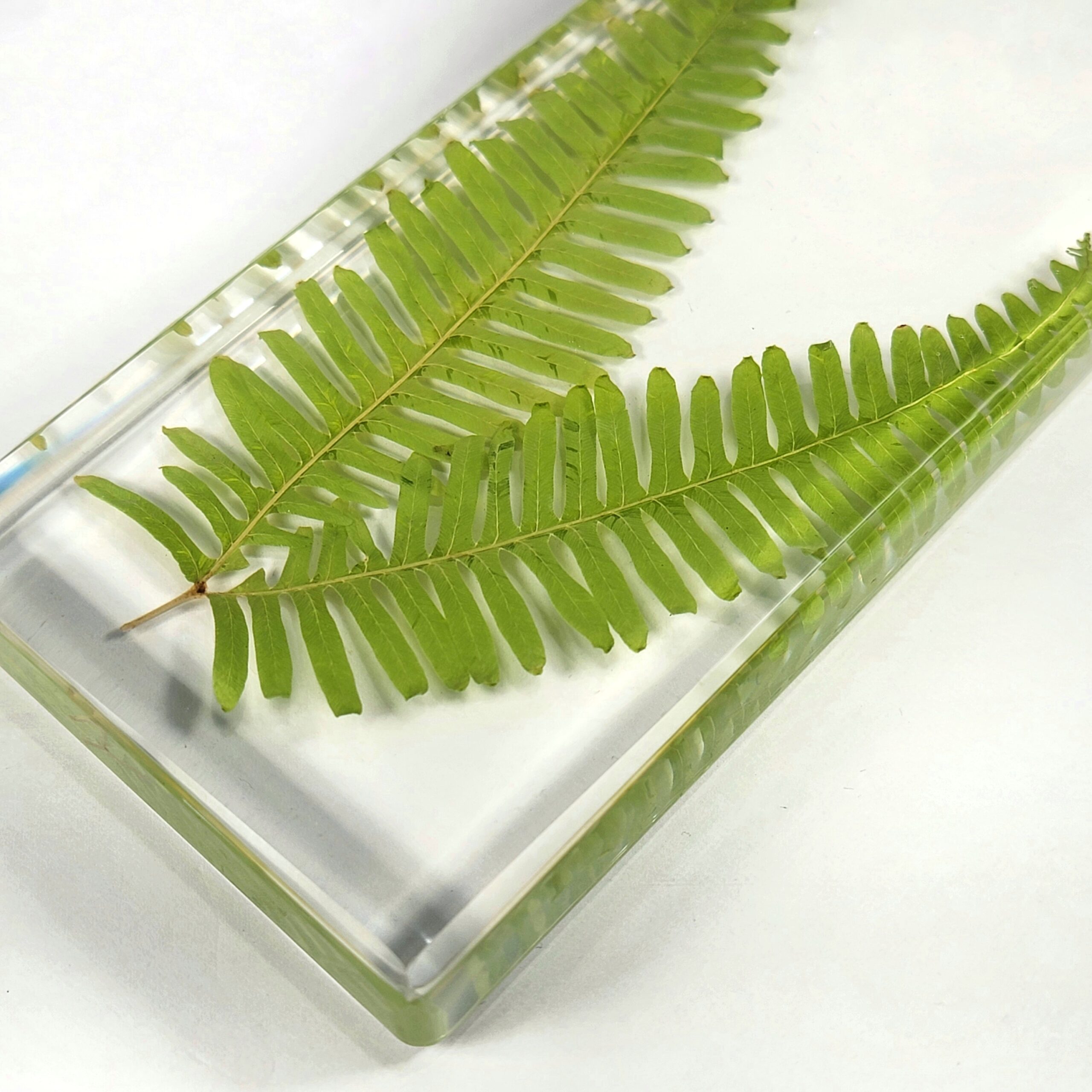Slide 3 for Real Fern Plant in Resin, Old World Forked Fern