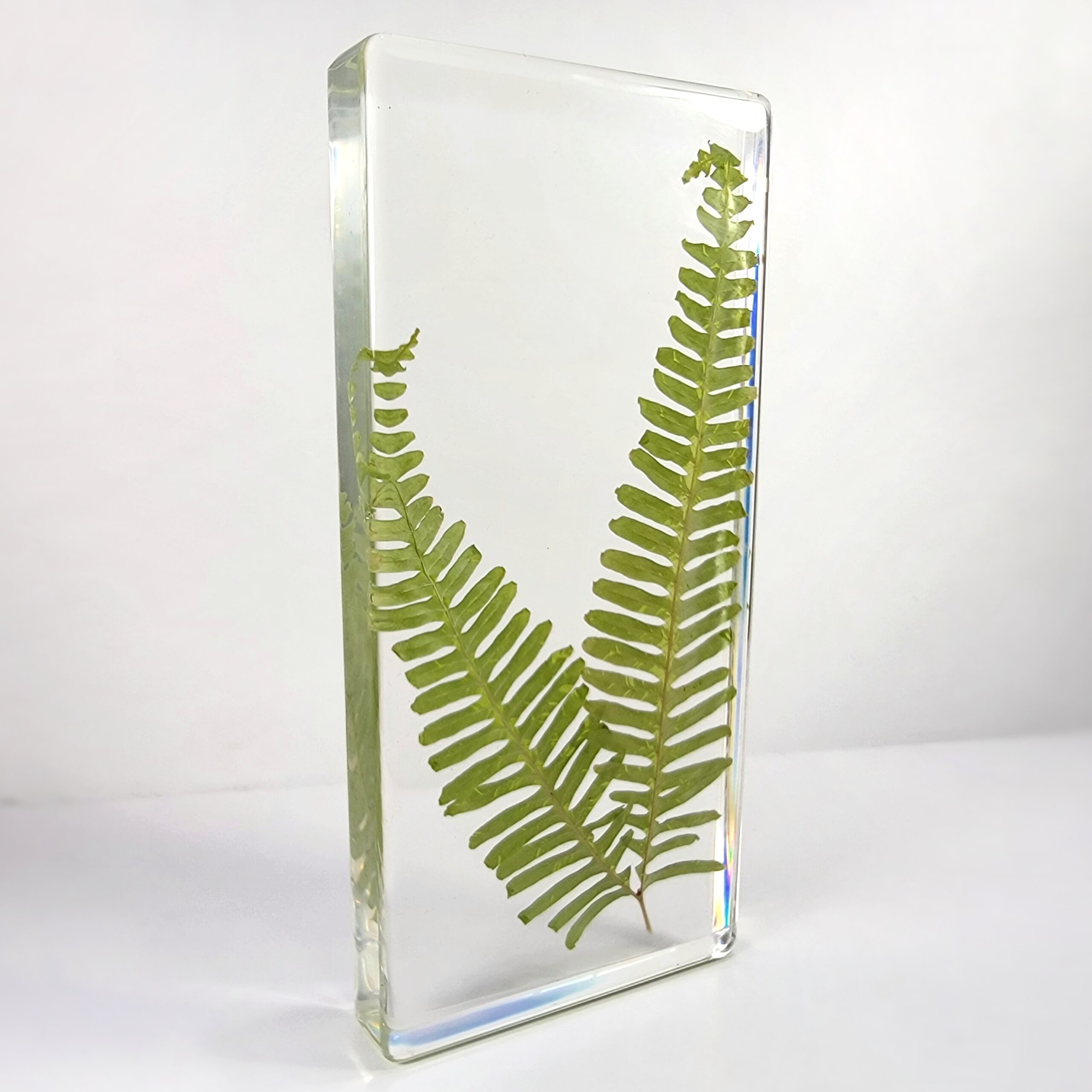 Slide 2 for Real Fern Plant in Resin, Old World Forked Fern