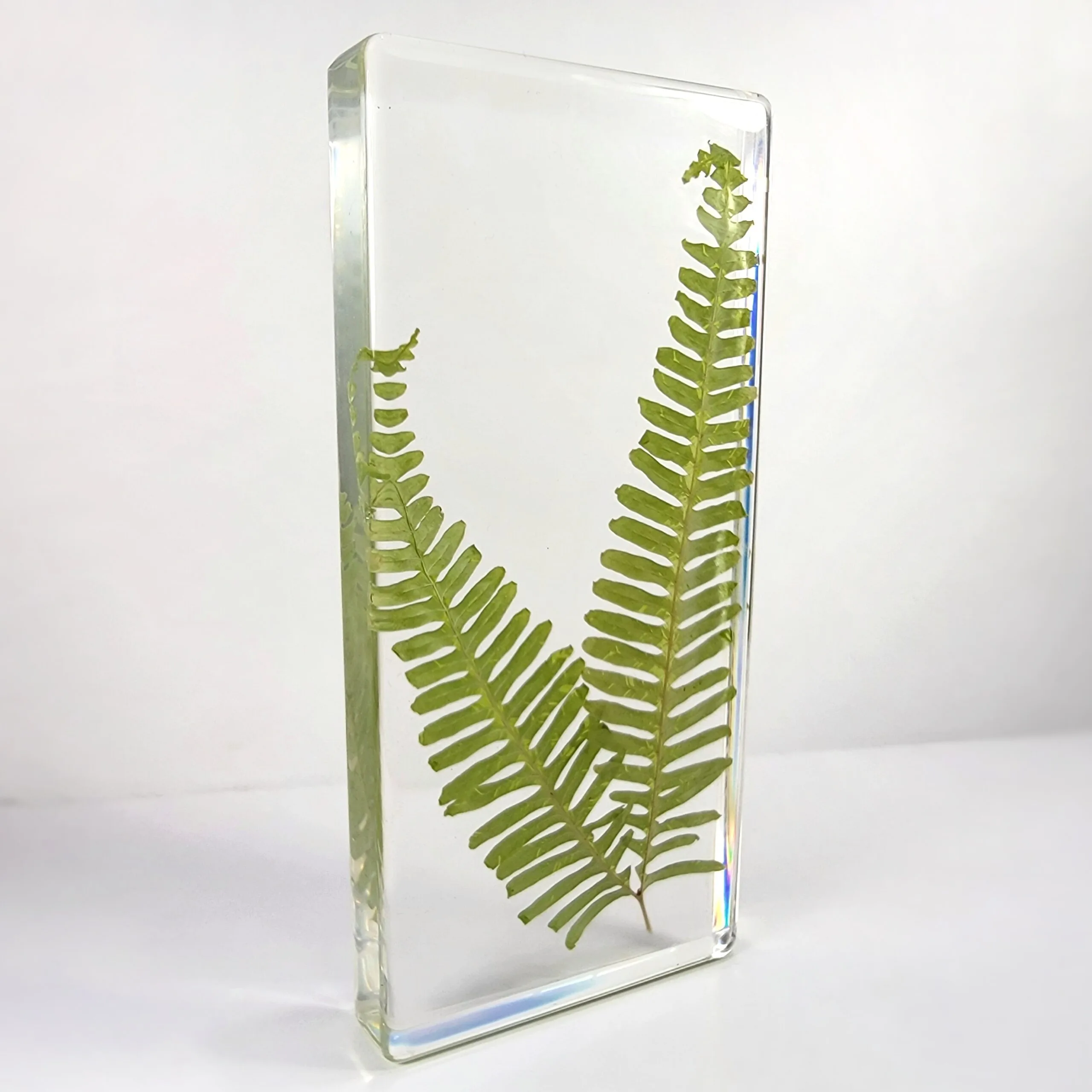 Slide 2 for Real Fern Plant in Resin, Old World Forked Fern