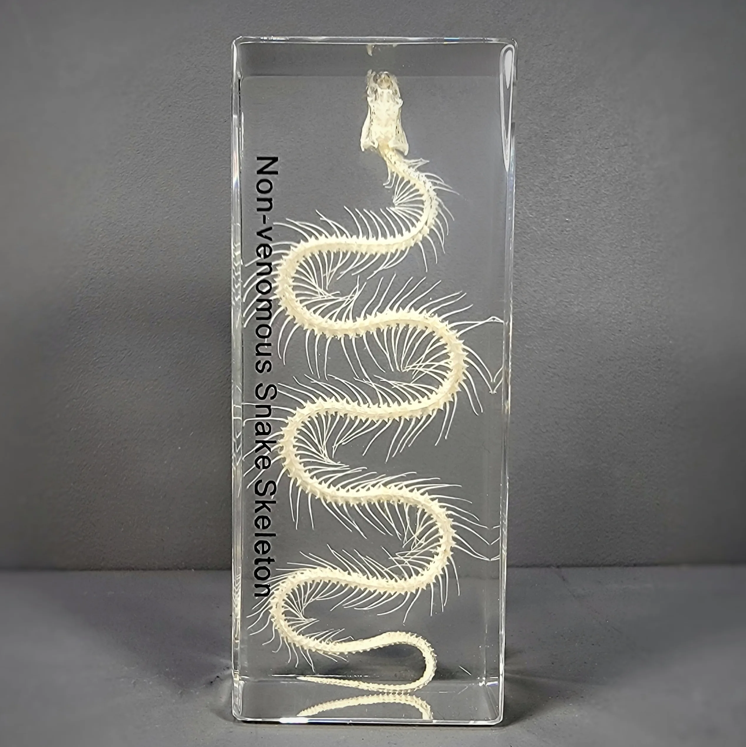 Slide 2 for SALE -Small Snake Skeleton In Resin, Enhydris chinensis