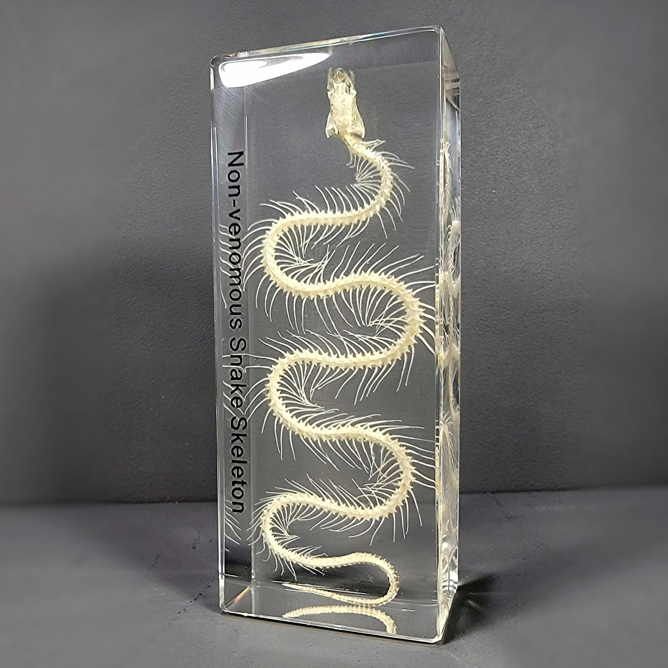 Slide 1 for SALE -Small Snake Skeleton In Resin, Enhydris chinensis