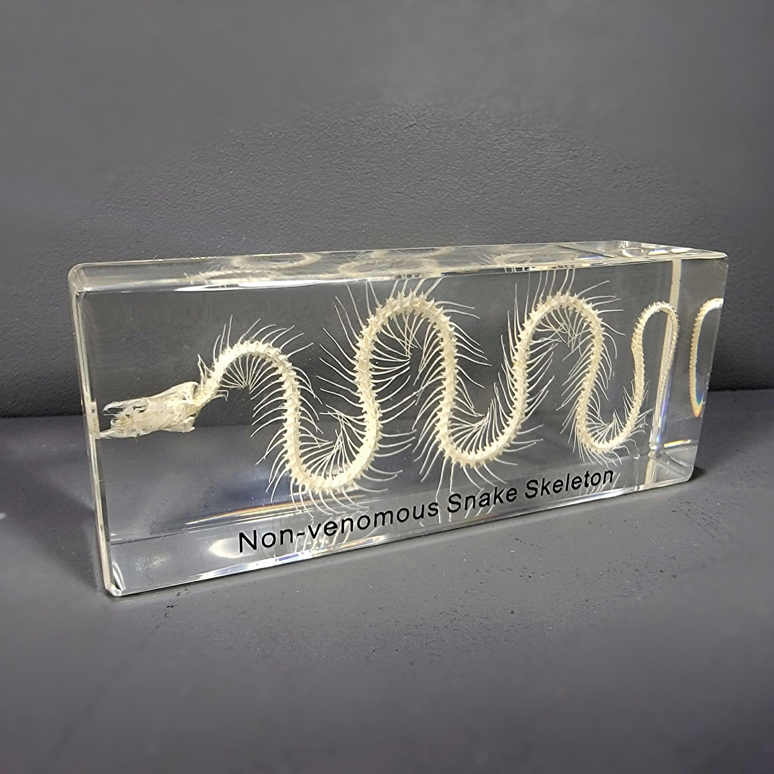 Slide 3 for SALE -Small Snake Skeleton In Resin, Enhydris chinensis