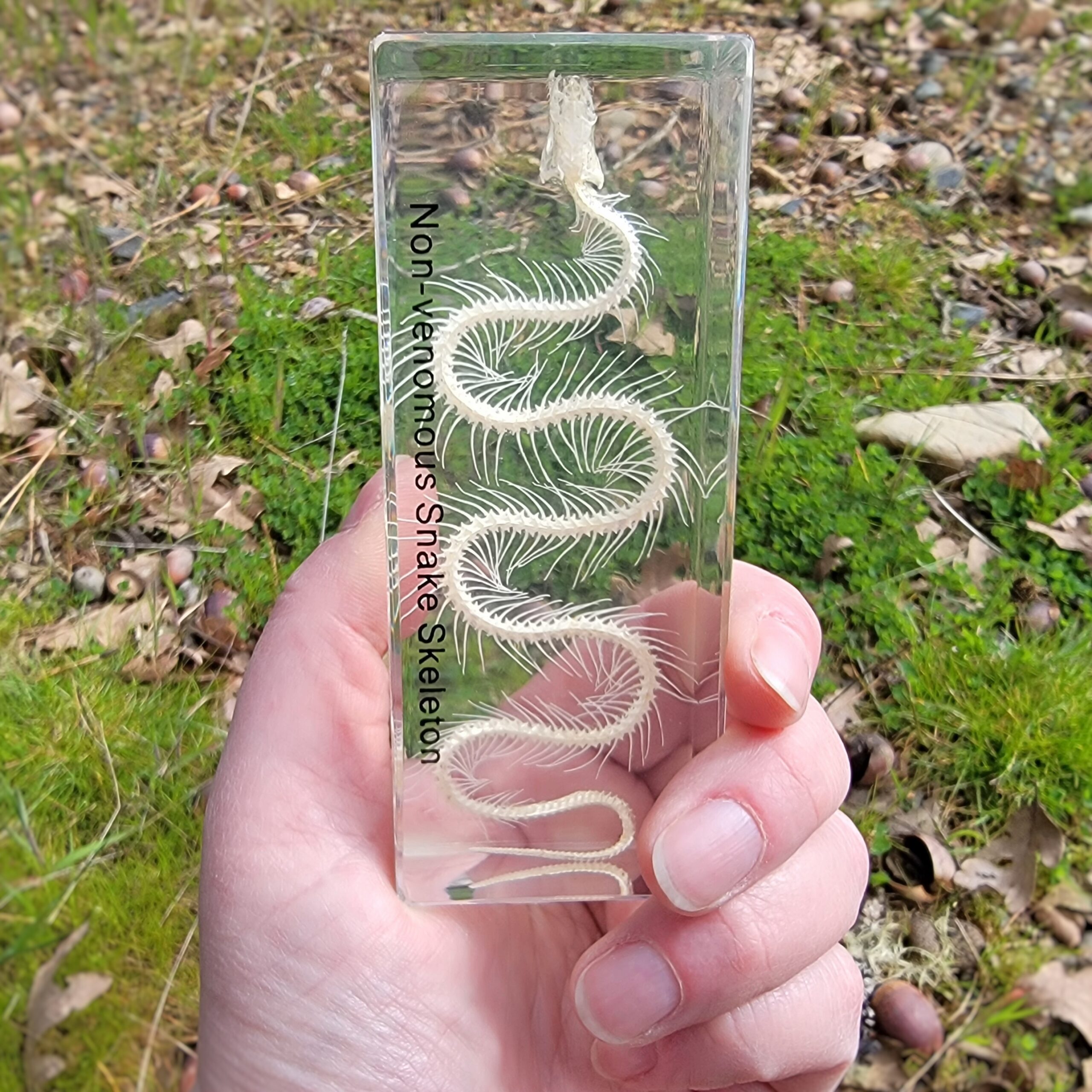 Slide 4 for SALE -Small Snake Skeleton In Resin, Enhydris chinensis