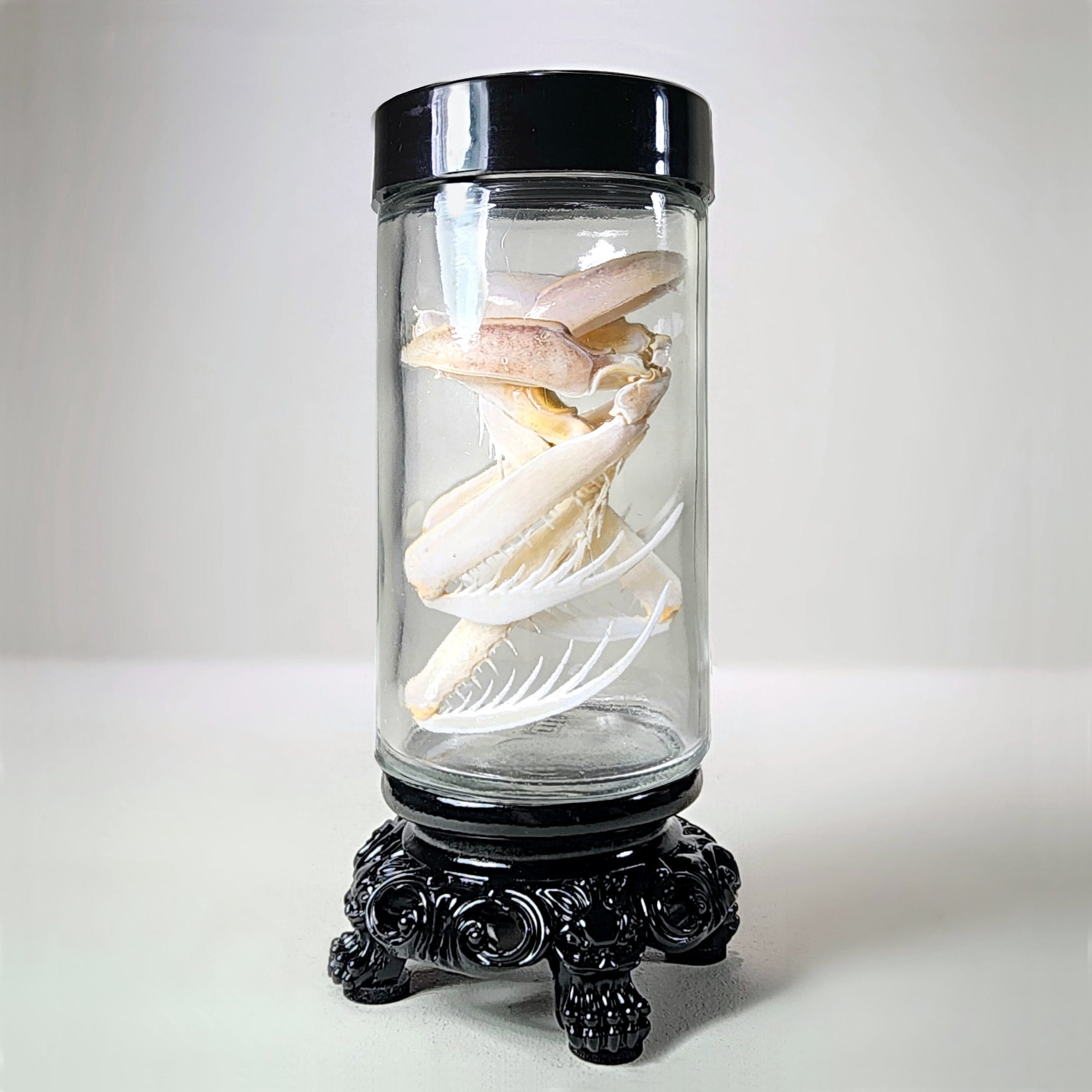 Slide 1 for Large Mantis Shrimp Claws, Curio Jar, Oddities Decor