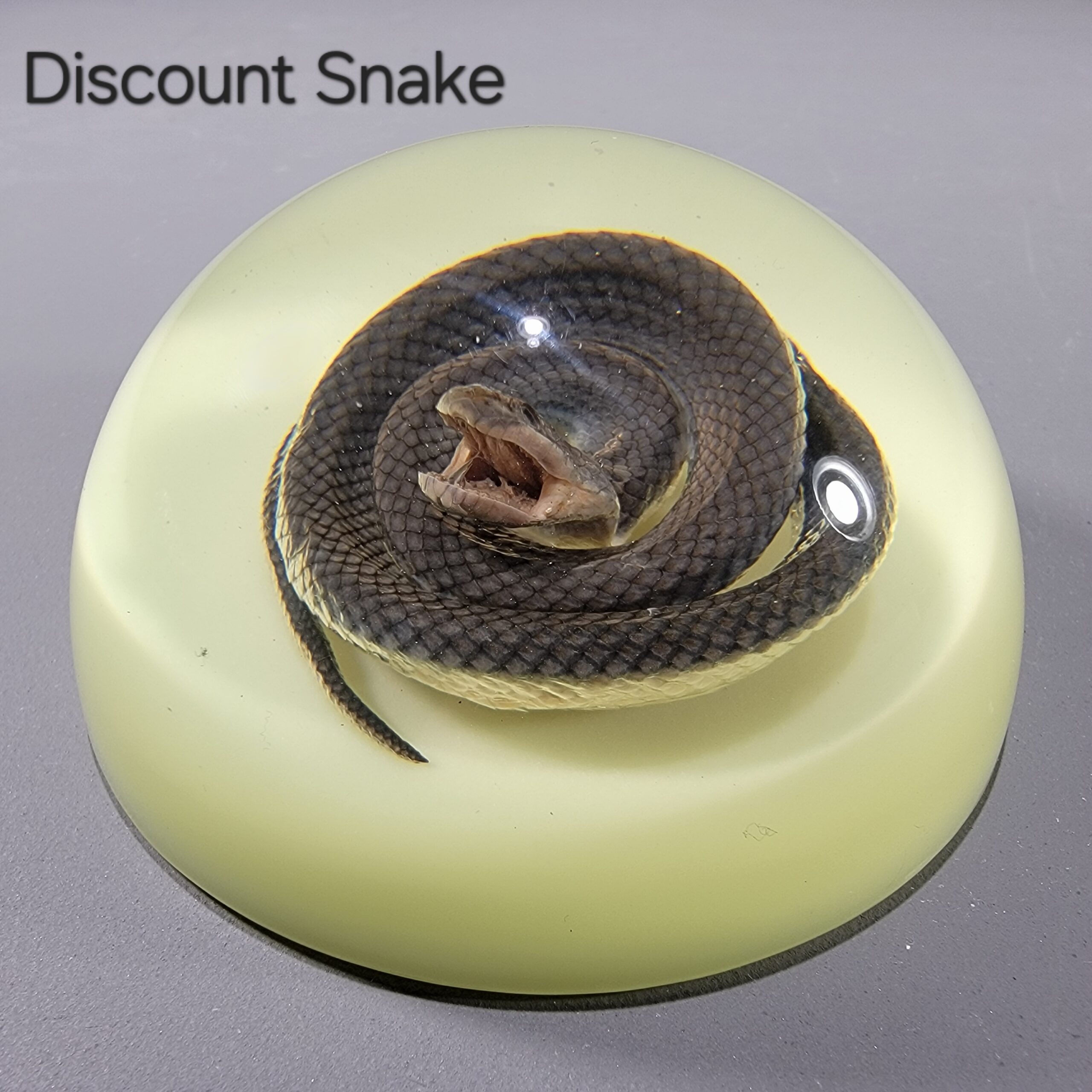Slide 5 for DISCOUNT -Real Snake Glow in the Dark, Snake Dome