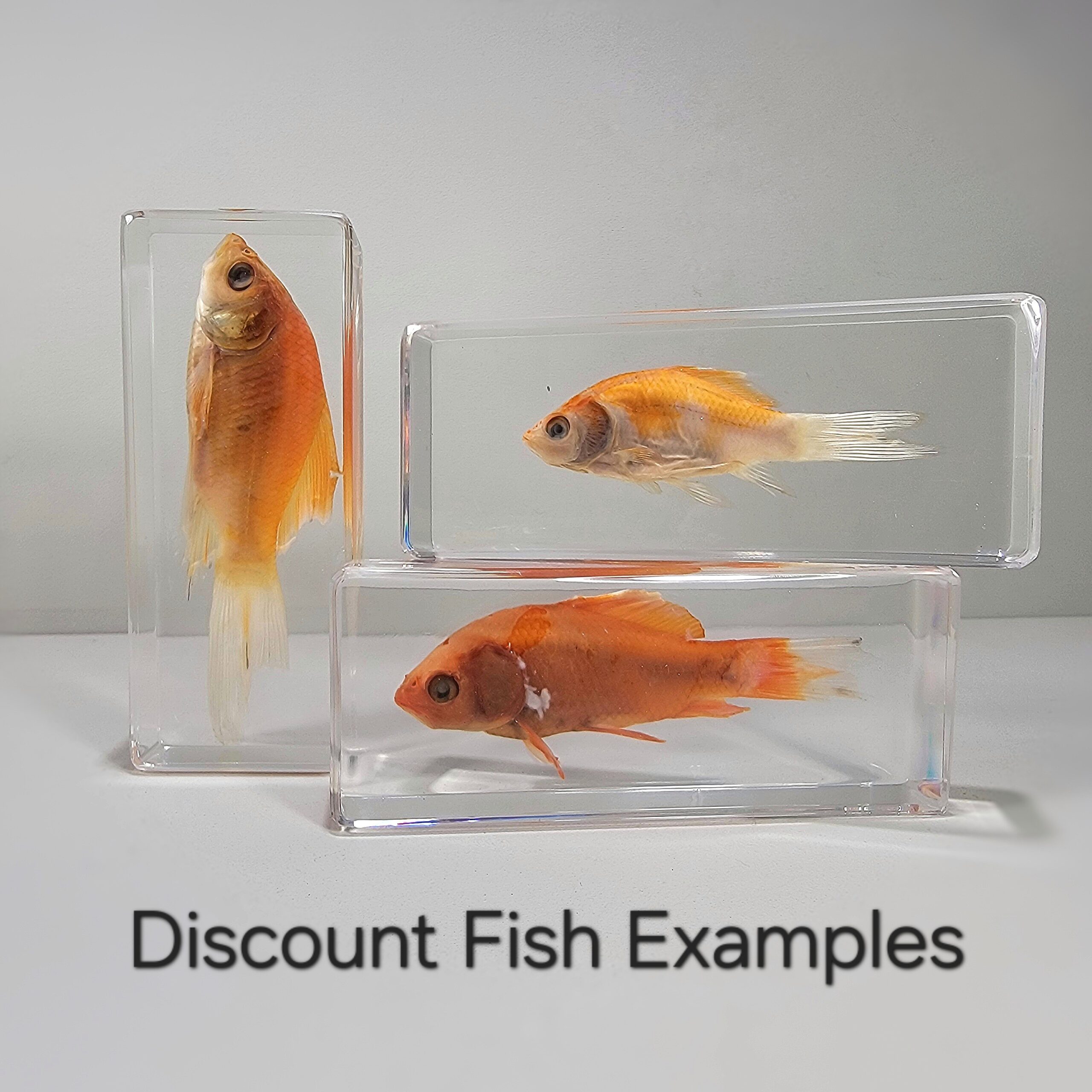Slide 2 for DISCOUNT -Real Goldfish in Resin, Symbol of Good Luck