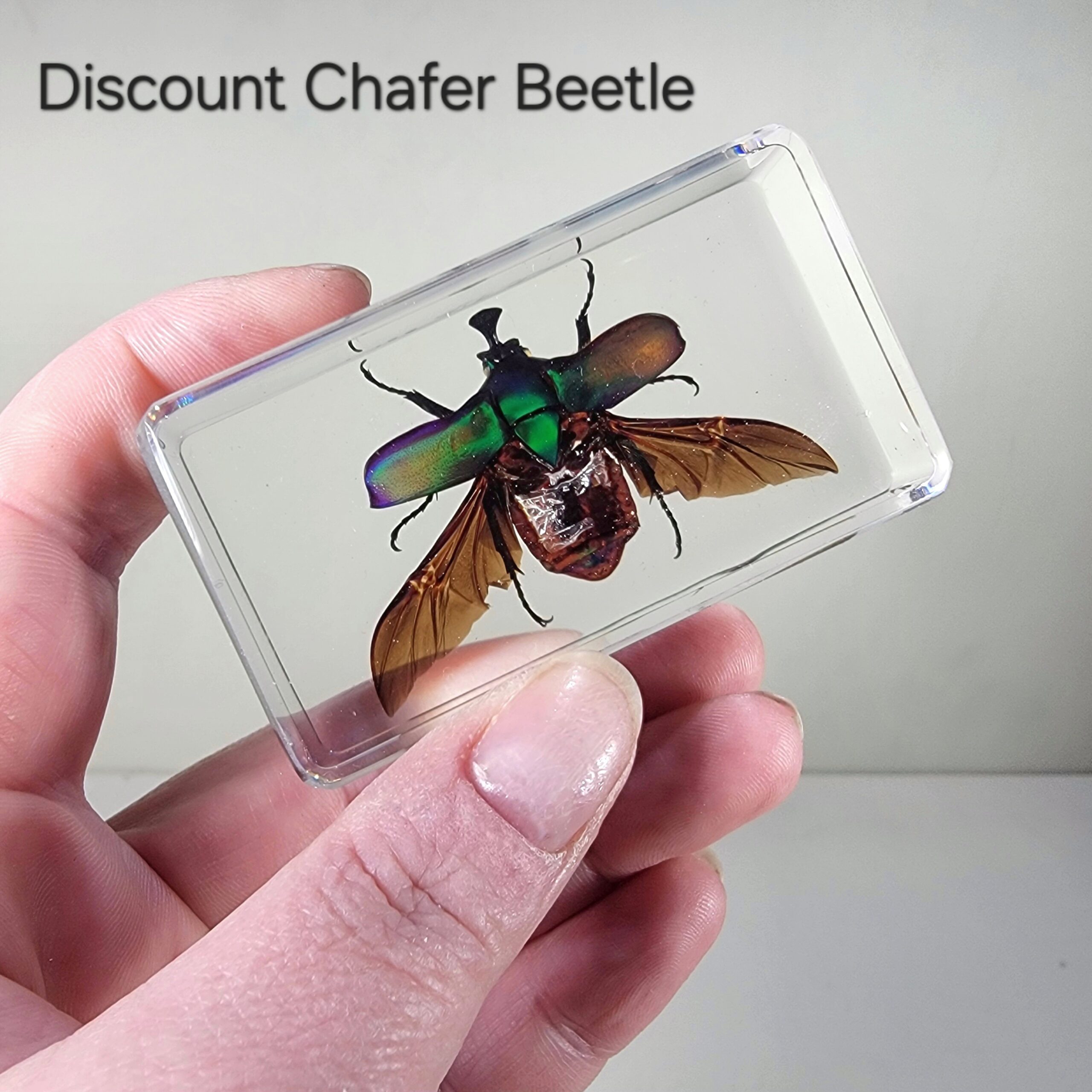 Slide 3 for DISCOUNT -Chafer Beetle Wings Open, Green Beetle in Resin
