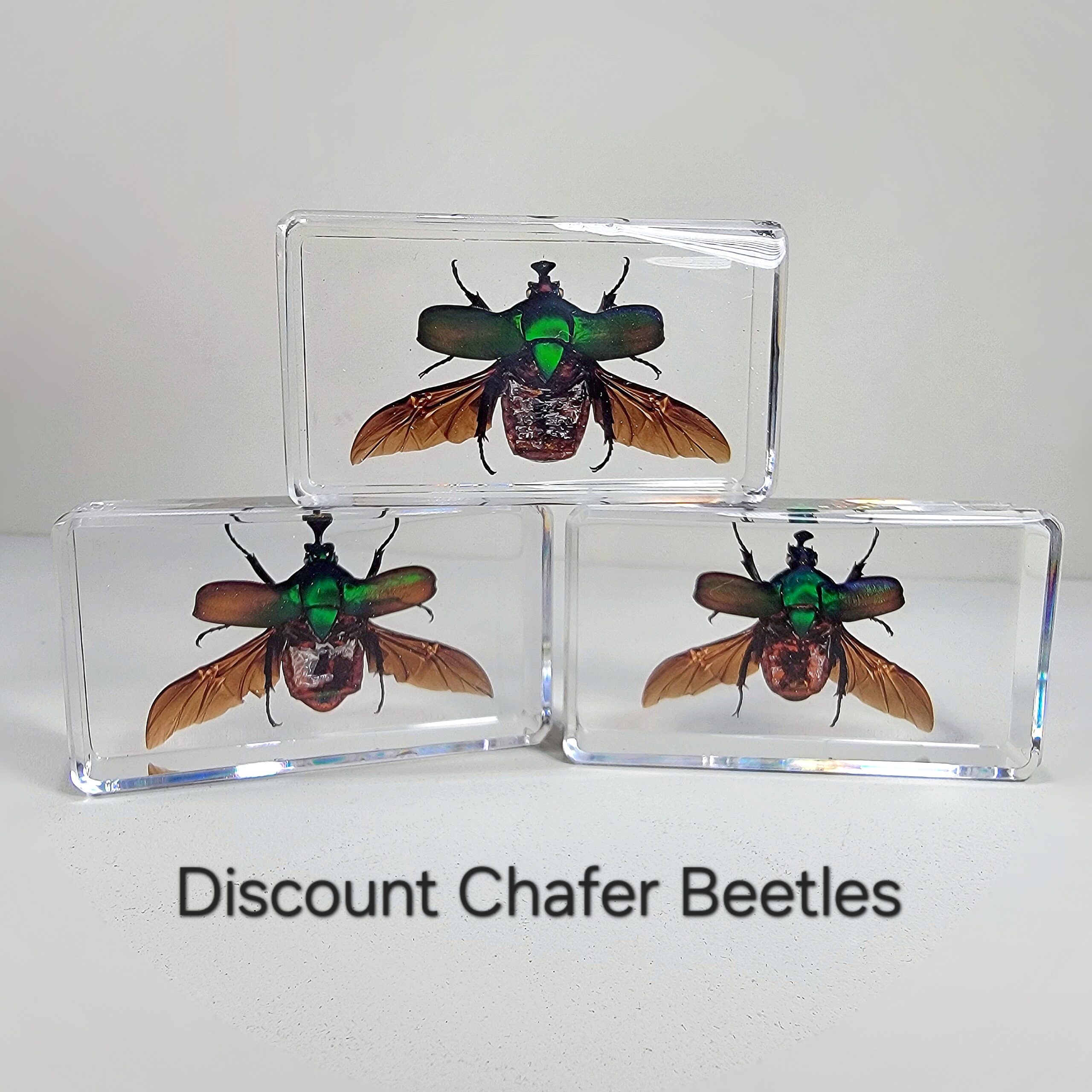 Slide 2 for DISCOUNT -Chafer Beetle Wings Open, Green Beetle in Resin