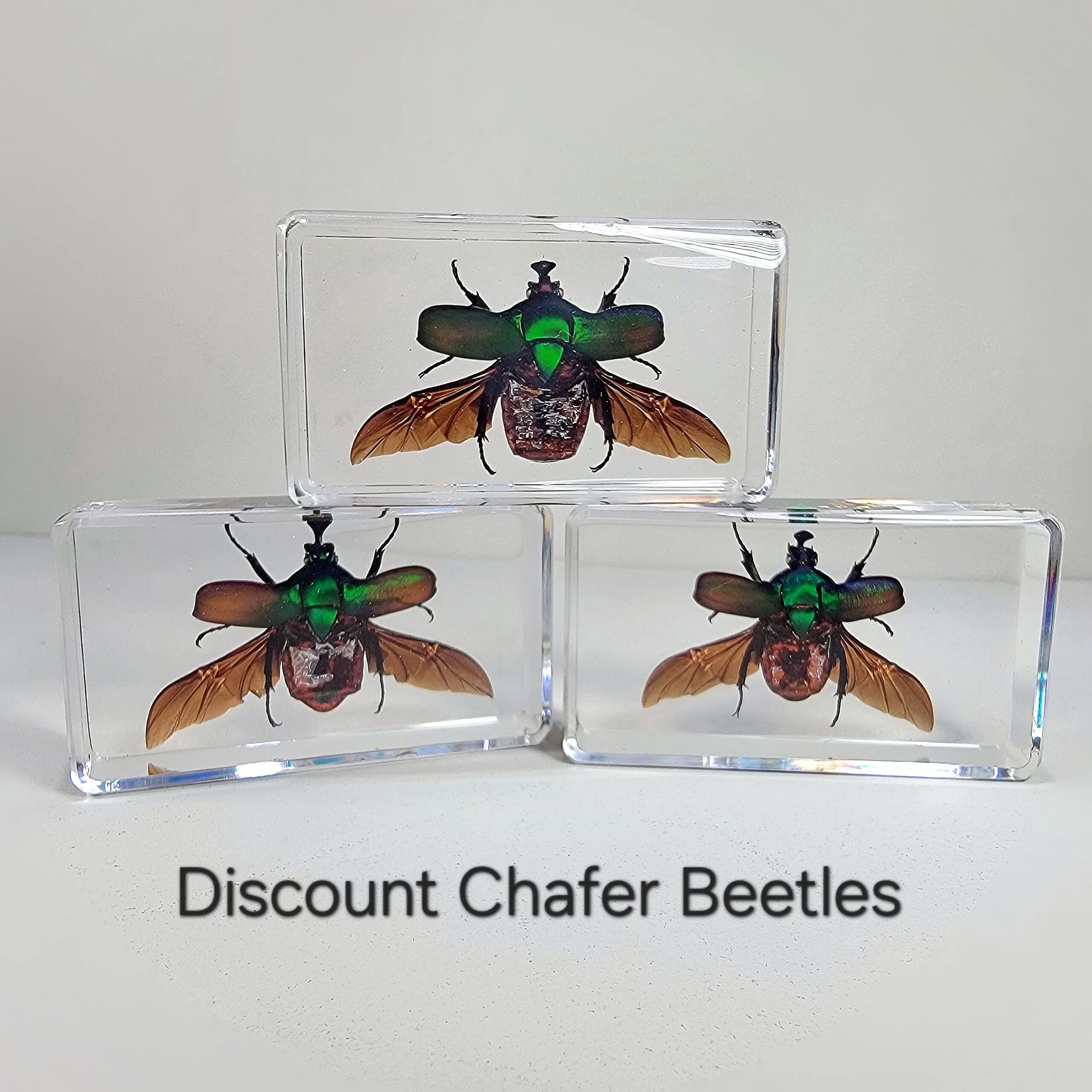 Discount and Deals, Real Insects in Resin, Preserved Beetles