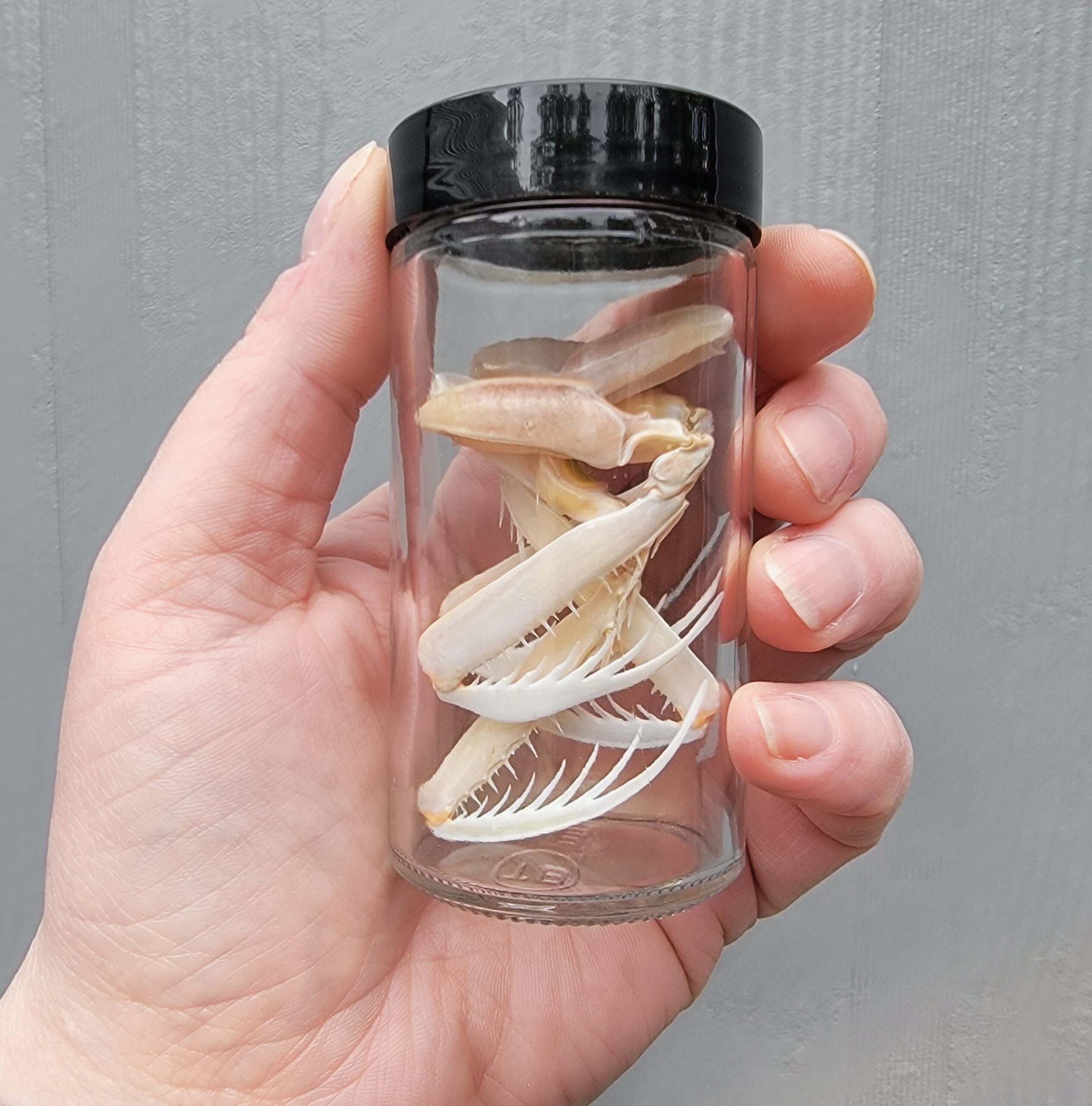 Slide 2 for Large Mantis Shrimp Claws, Curio Jar, Oddities Decor