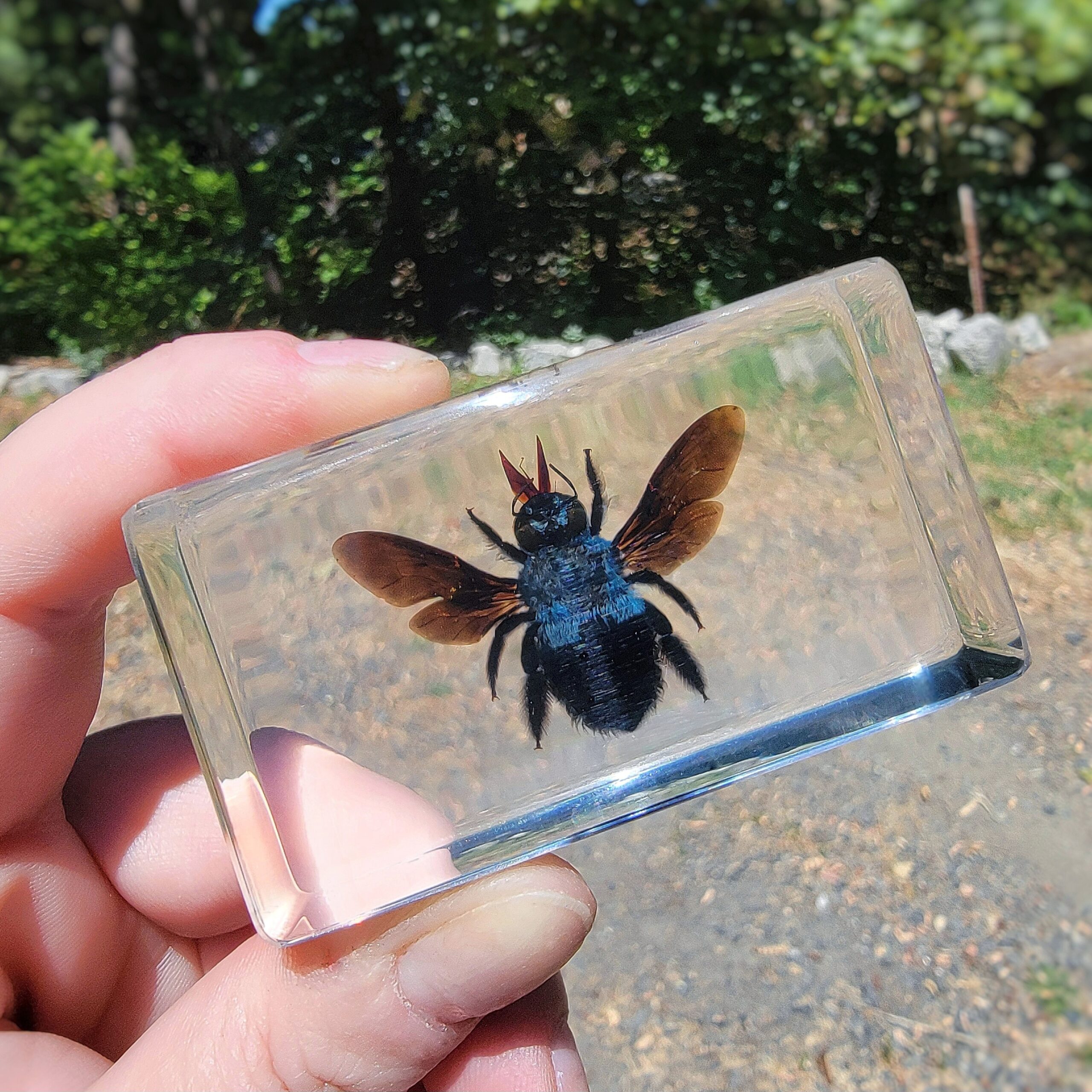 Slide 1 for Blue Carpenter Bee In Resin, Xylocopa caerulea