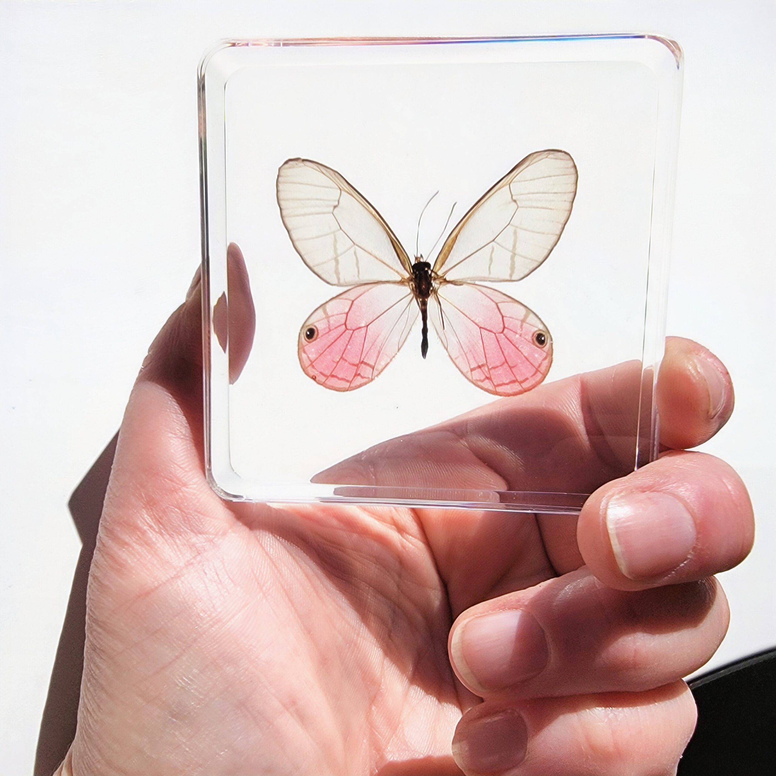Slide 1 for Rare Blushing Phantom Butterfly in Resin, Cithaerias pireta