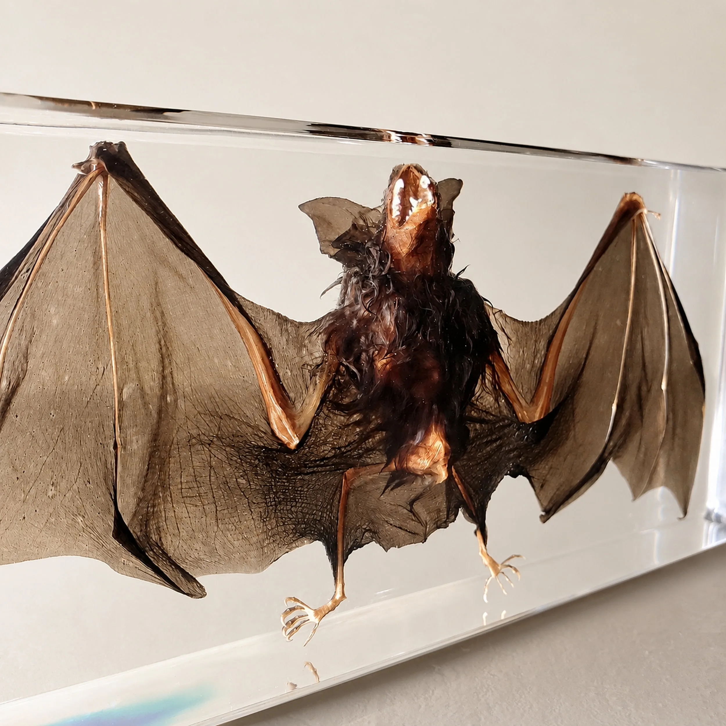 Slide 1 for LARGE -Real Bat in Resin, Preserved Bat, Specimens In Resin