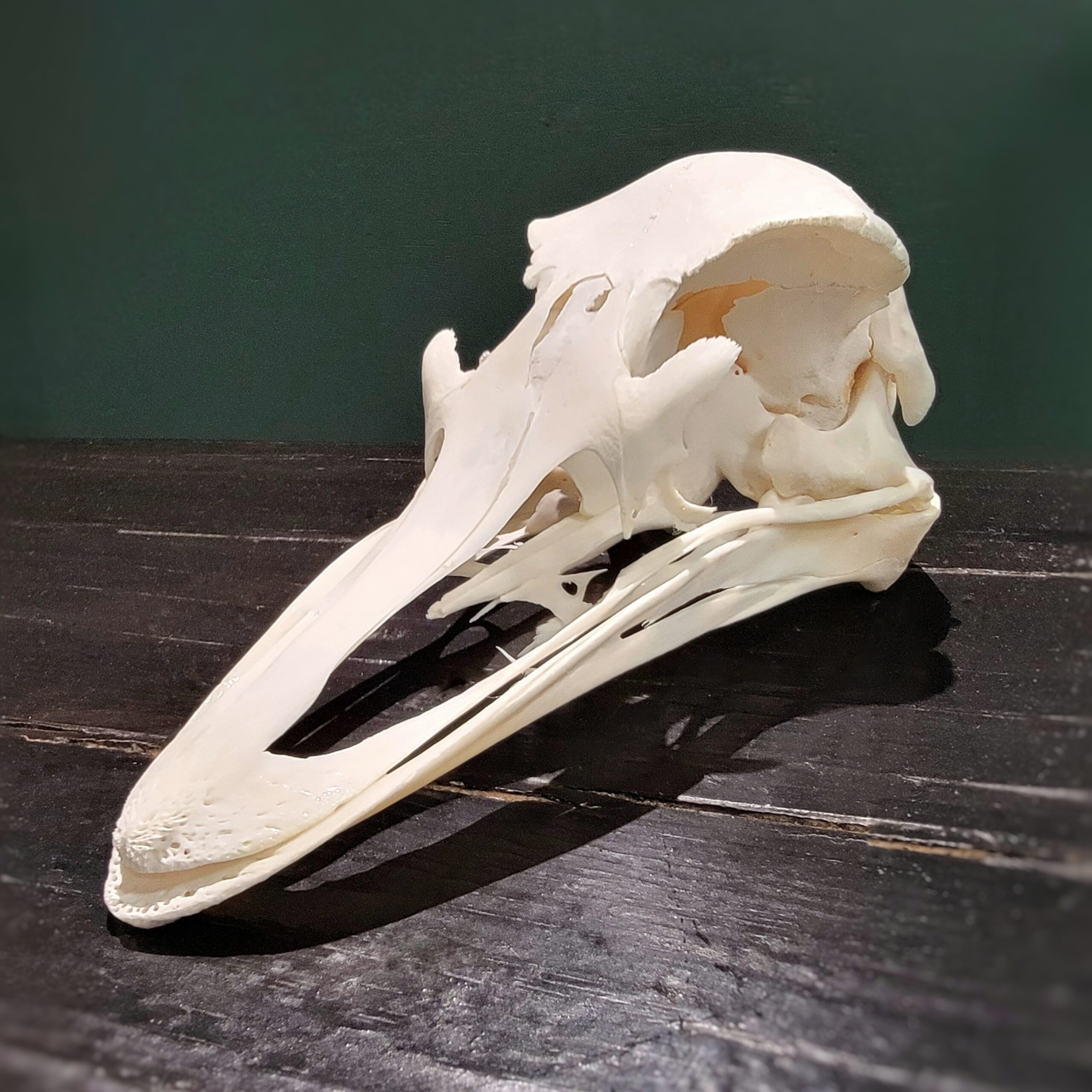 Slide 1 for Real Ostrich Skull, Struthio camelus