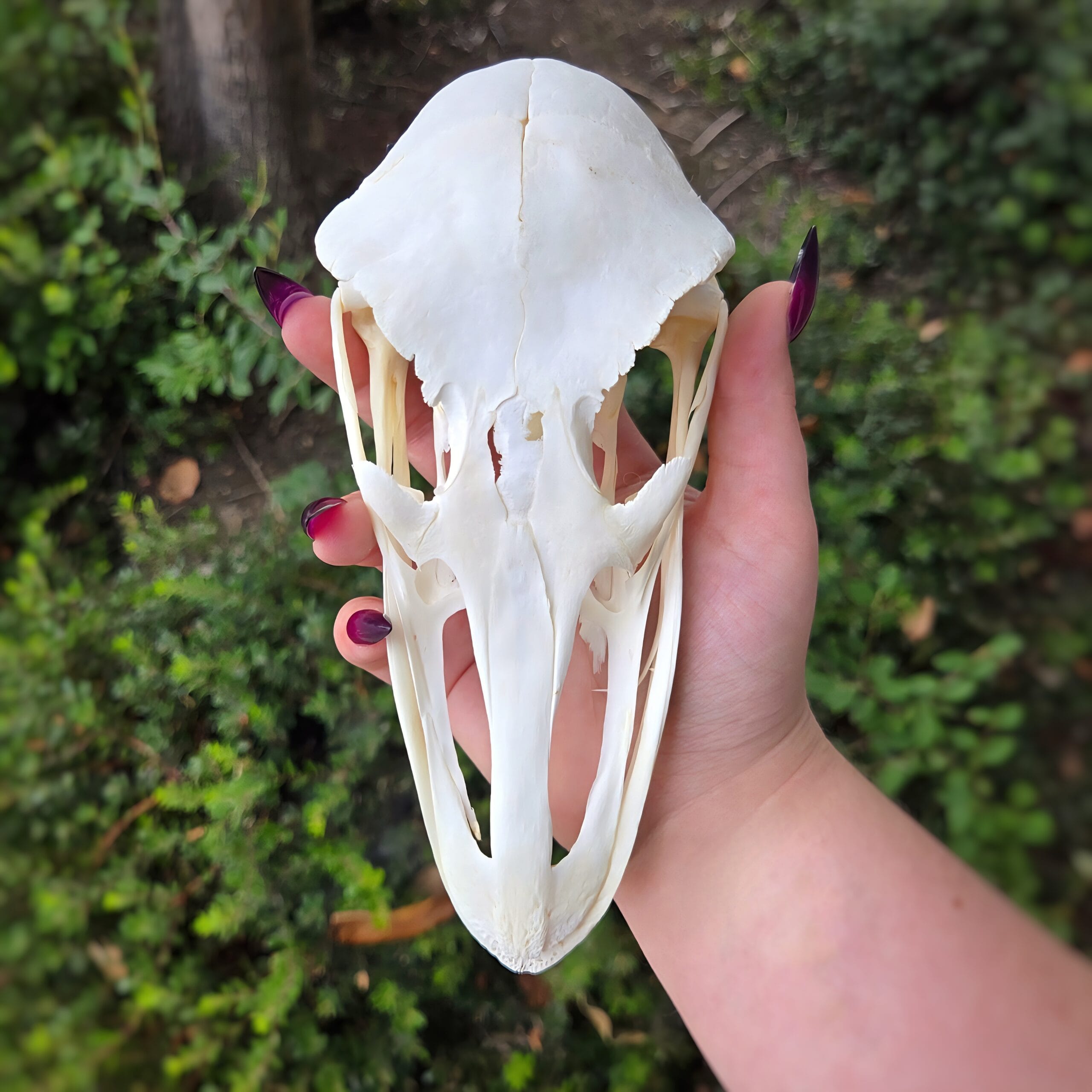 Slide 3 for DISCOUNT- Real Ostrich Skull, Struthio camelus, Grade B