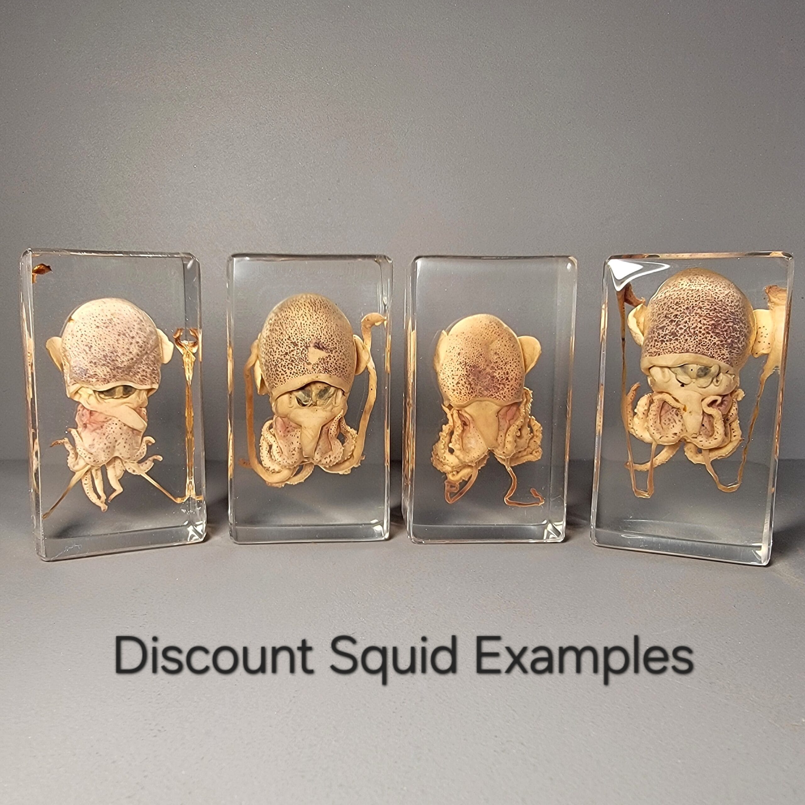 Slide 3 for DISCOUNT -Squid in Resin, Euprymna berryi