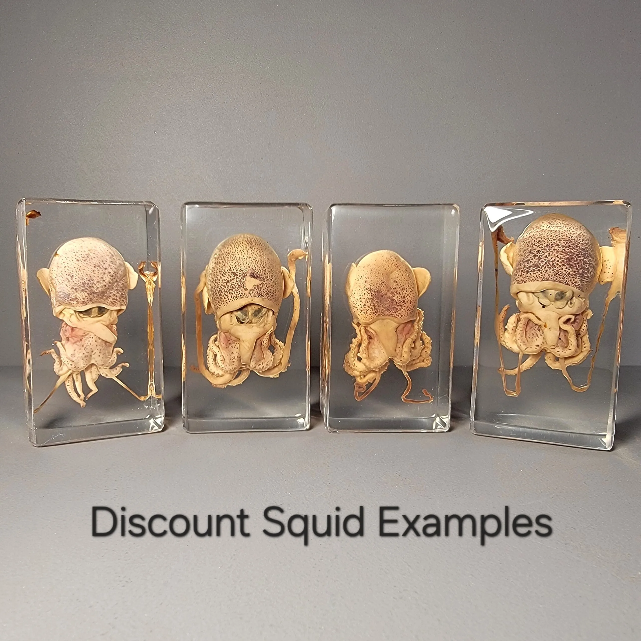 Slide 3 for DISCOUNT -Squid in Resin, Euprymna berryi
