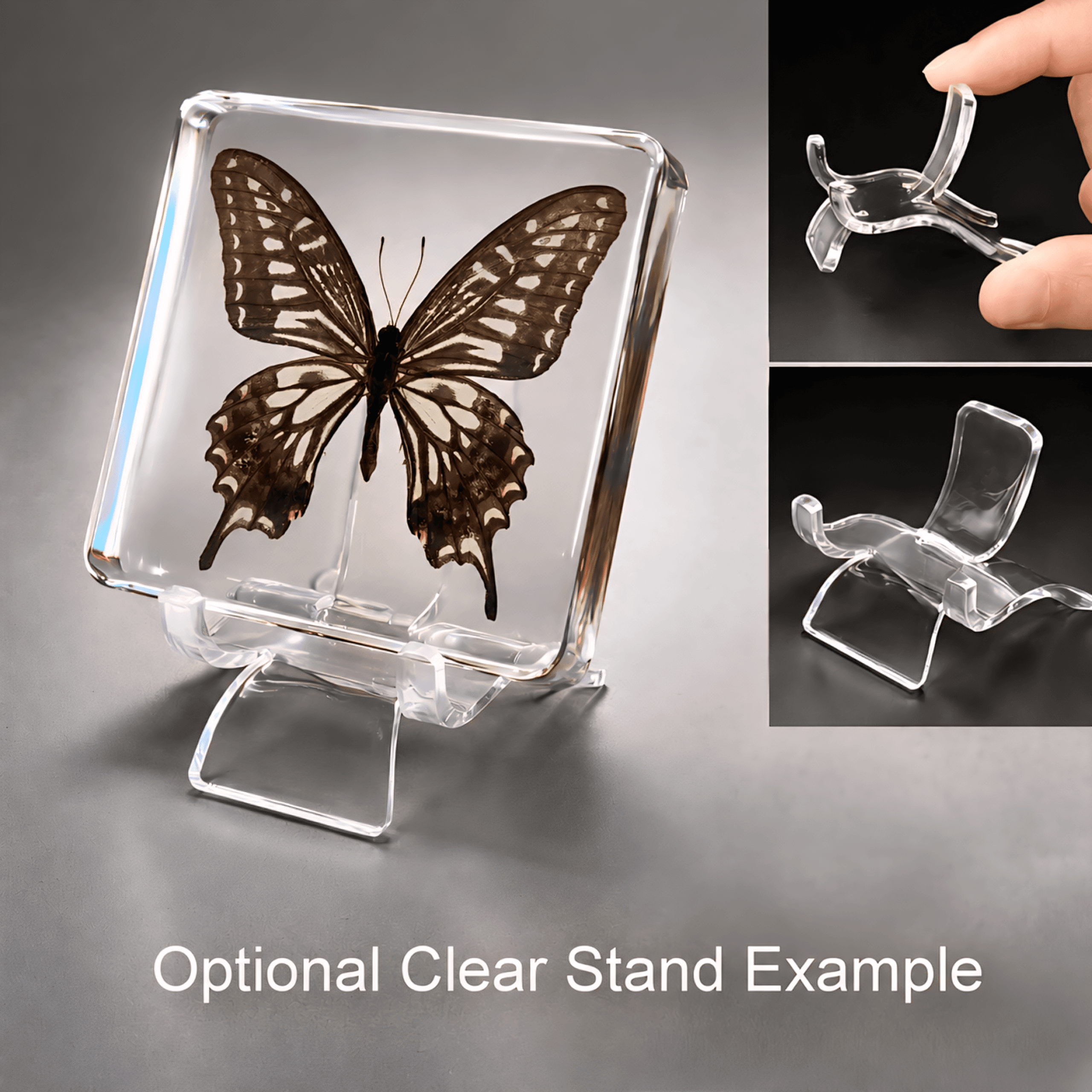 Slide 5 for Asian Swallowtail Butterfly in Resin, Insects in Resin, Papilio Xuthus