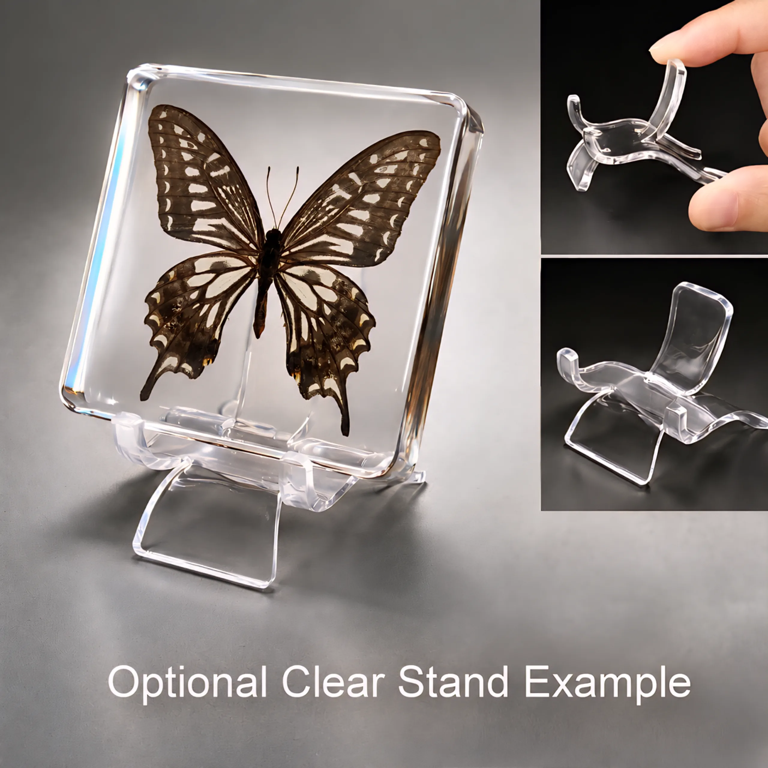Slide 5 for Asian Swallowtail Butterfly in Resin, Insects in Resin, Papilio Xuthus
