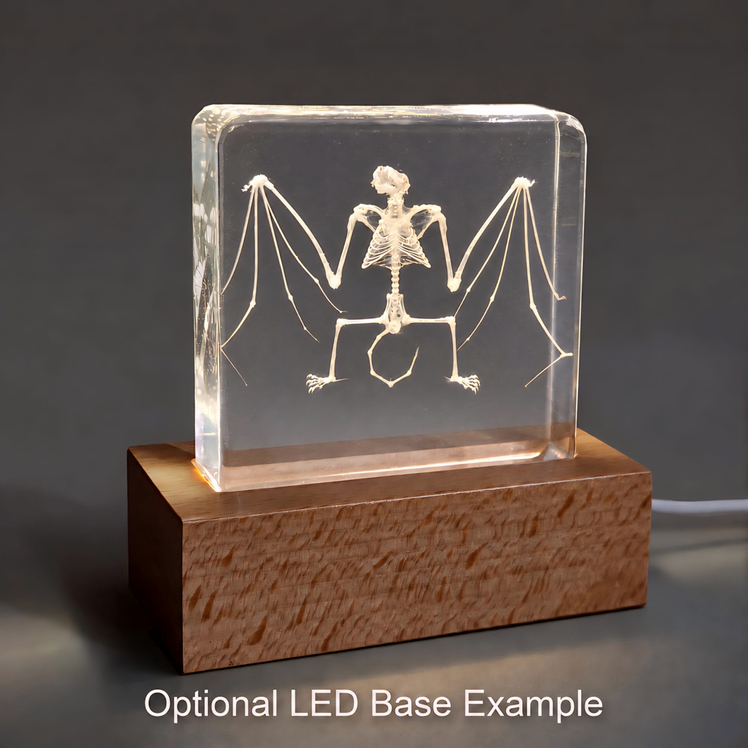 Slide 7 for Bat Skeleton in Resin, Small Bat in Lucite, Oddities, Curiosities