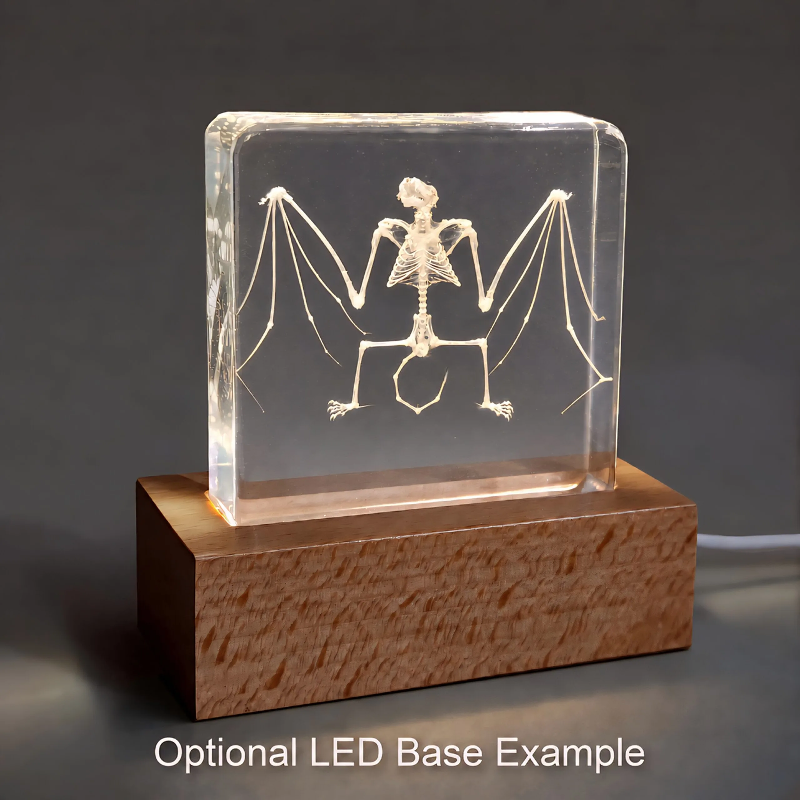 Slide 7 for Bat Skeleton in Resin, Small Bat in Lucite, Oddities, Curiosities