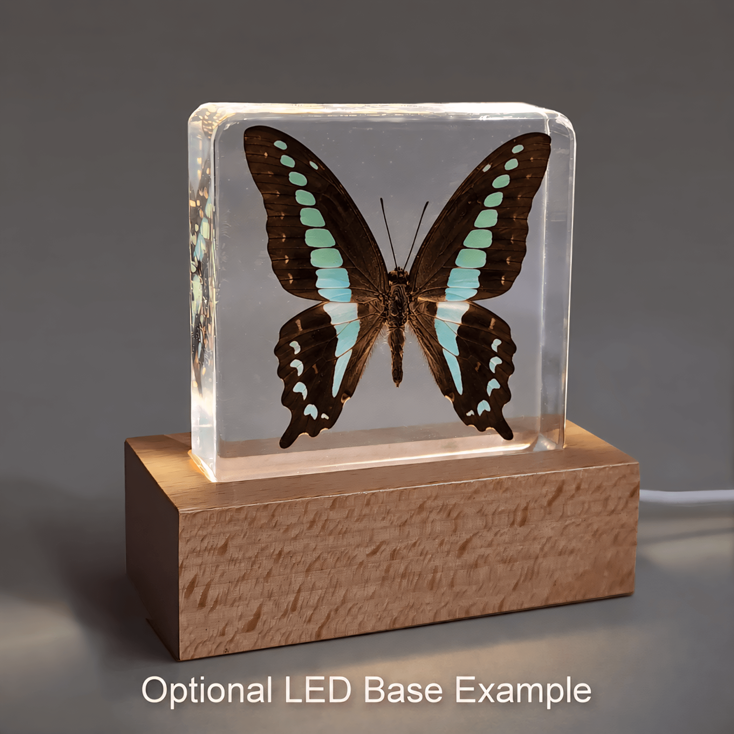 Slide 6 for Blue Bottle Butterfly in Resin, Butterfly Display, Graphium Sarpedon Linnaeus
