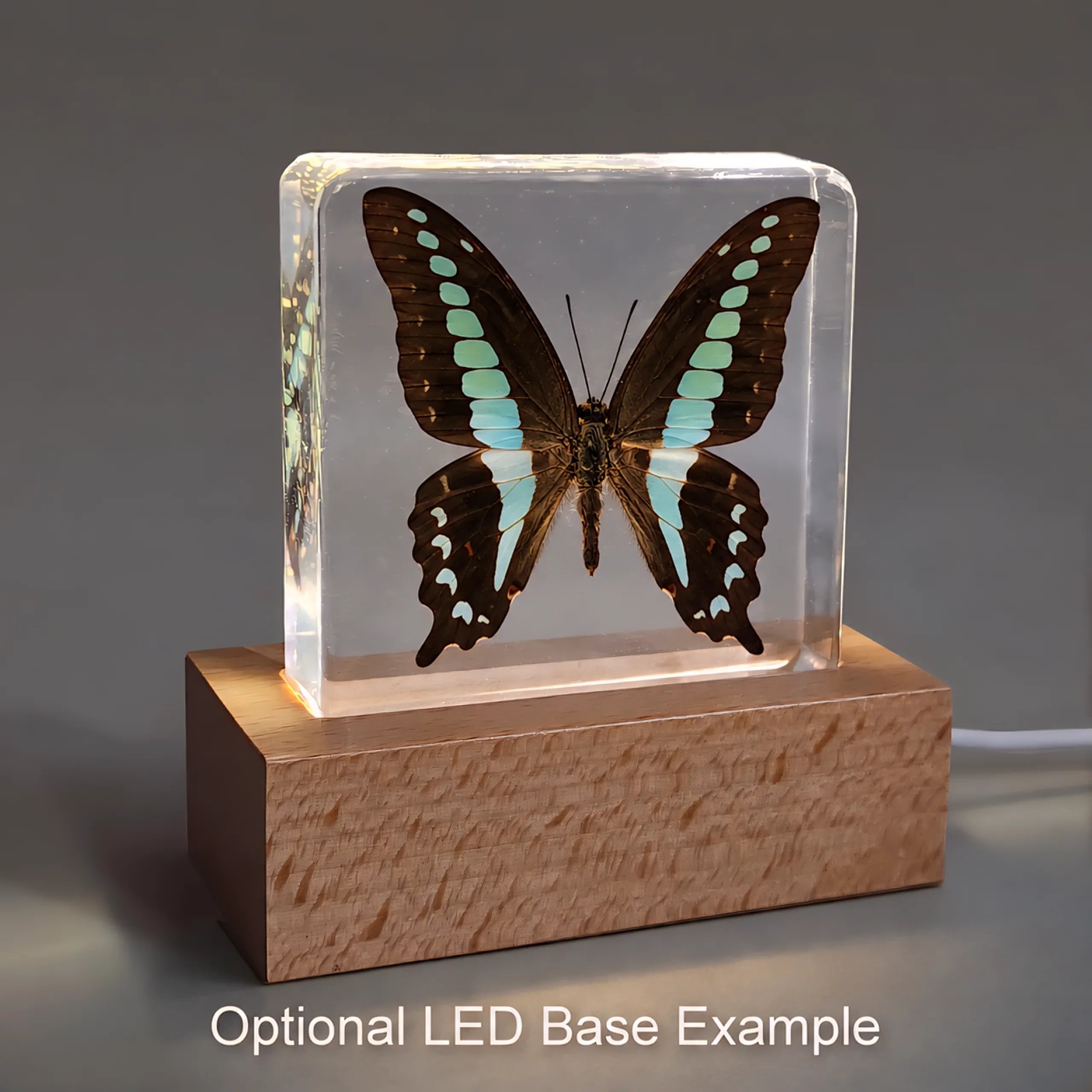 Slide 6 for Blue Bottle Butterfly in Resin, Butterfly Display, Graphium Sarpedon Linnaeus