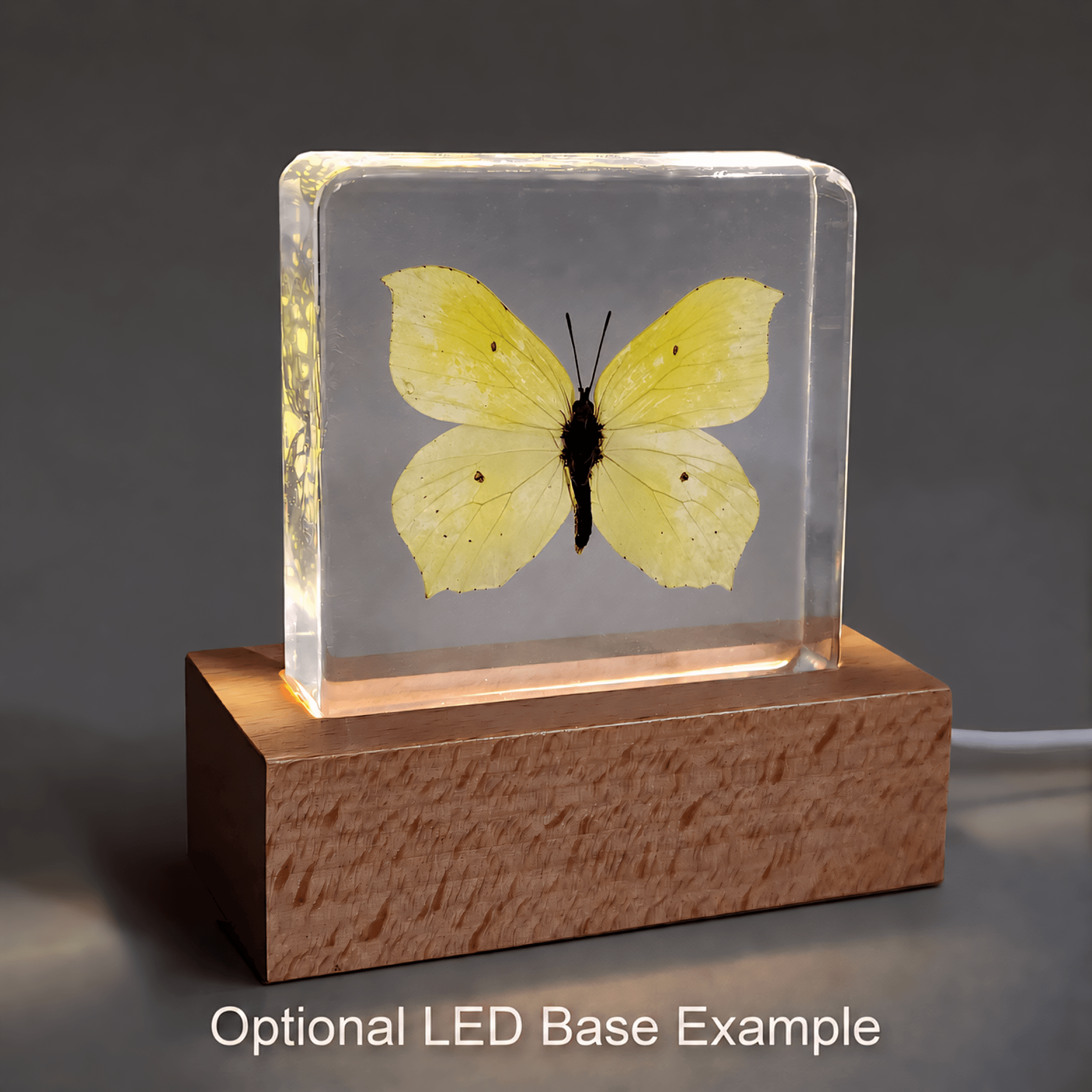 Slide 5 for Common Brimstone Yellow Butterfly in Resin, Gonepterx Rhamni