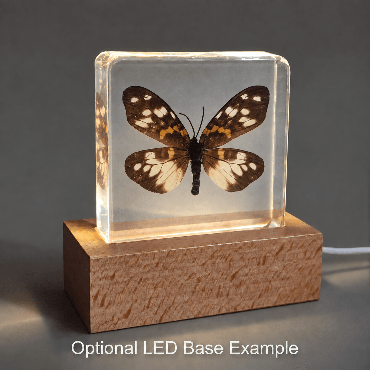 Slide 7 for Burnet Moth in Resin, Erasmia Pulchella Moth