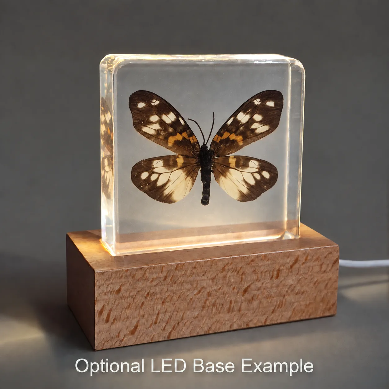 Slide 7 for Burnet Moth in Resin, Erasmia Pulchella Moth