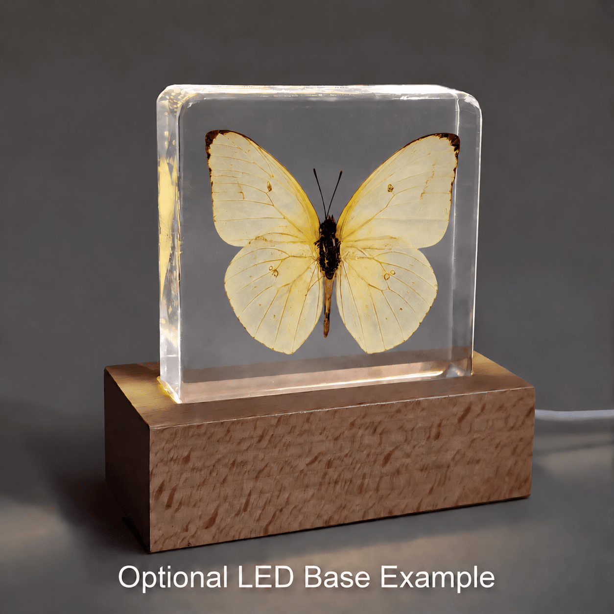 Slide 4 for Lemon Emigrant Yellow Butterfly in Resin, Catopsilia pomona