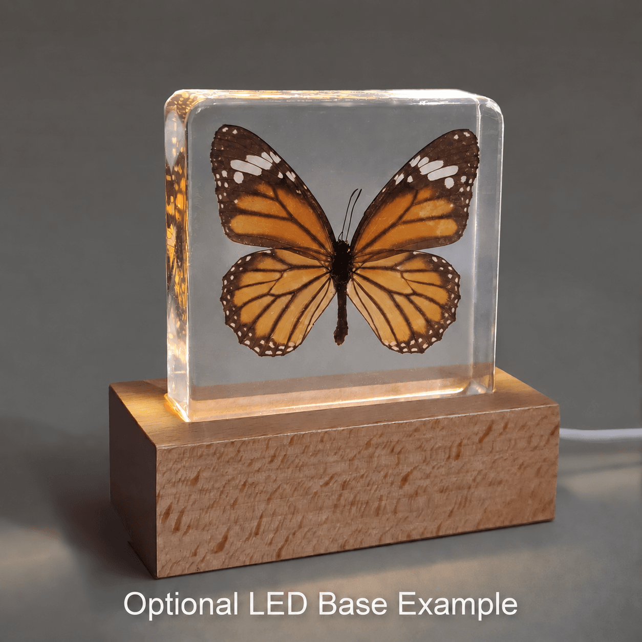 Slide 6 for Tiger Butterfly in Resin, Butterfly Display, Danaus Genutia