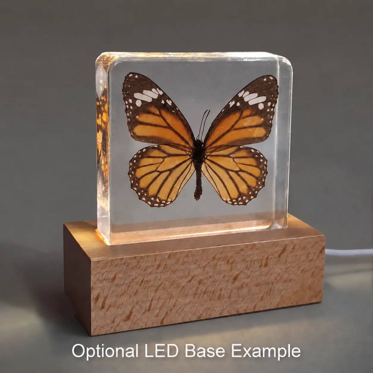 Slide 6 for Tiger Butterfly in Resin, Butterfly Display, Danaus Genutia